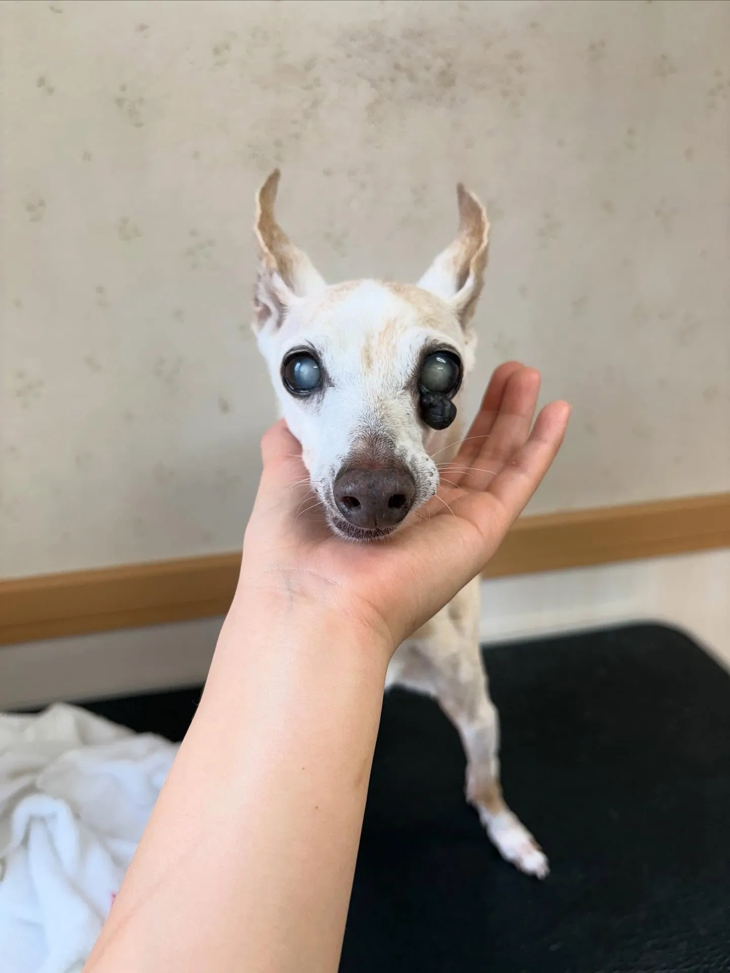 犬のシャンプー🫧