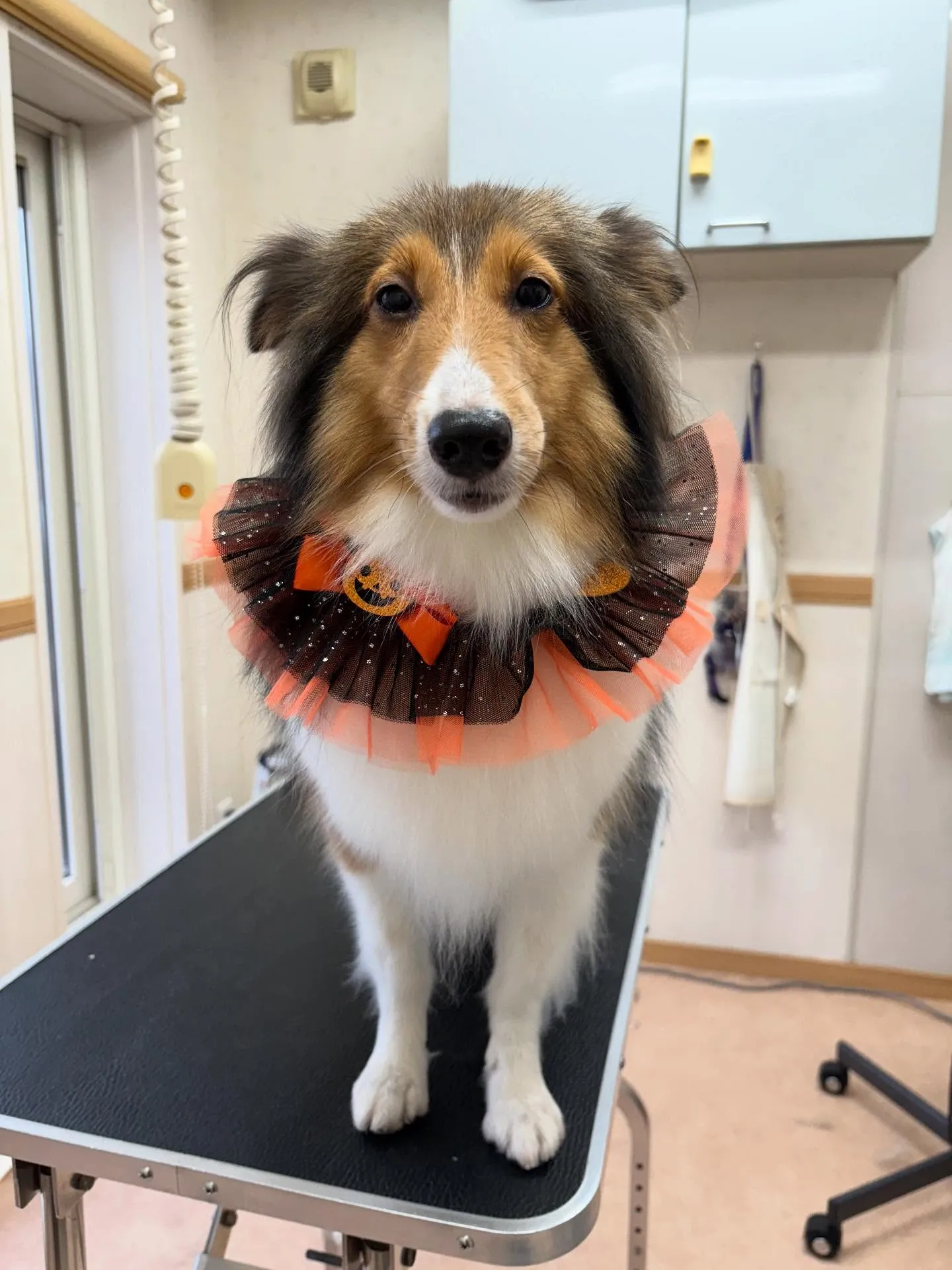 犬のシャンプー🫧