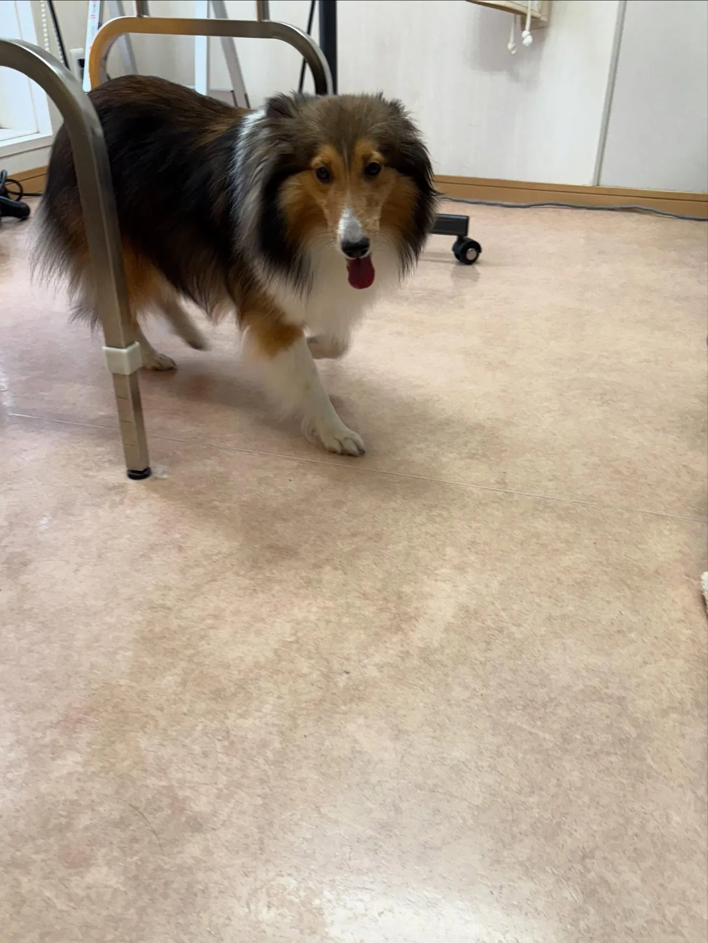 犬のシャンプー🫧