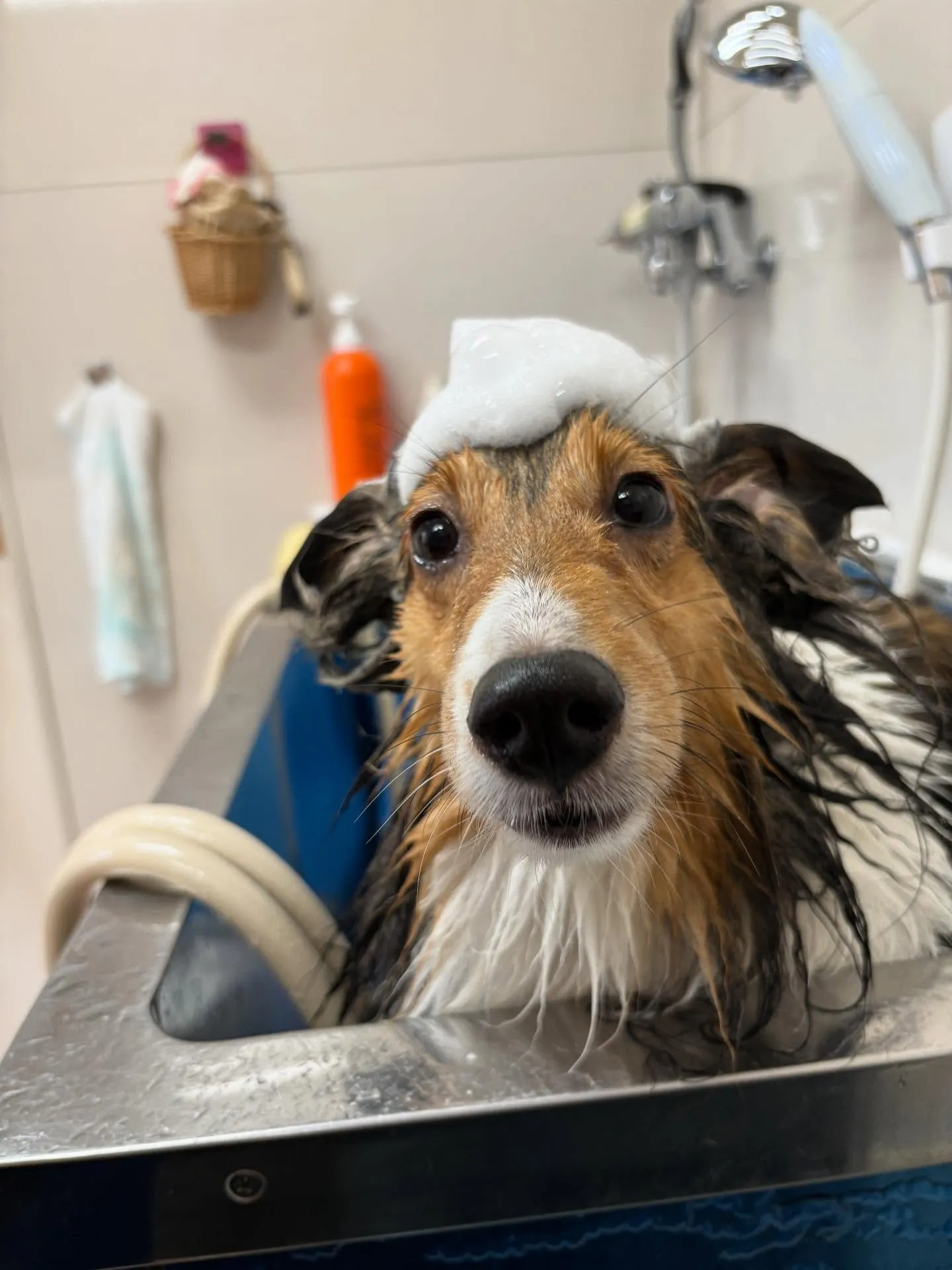 犬のシャンプー🫧