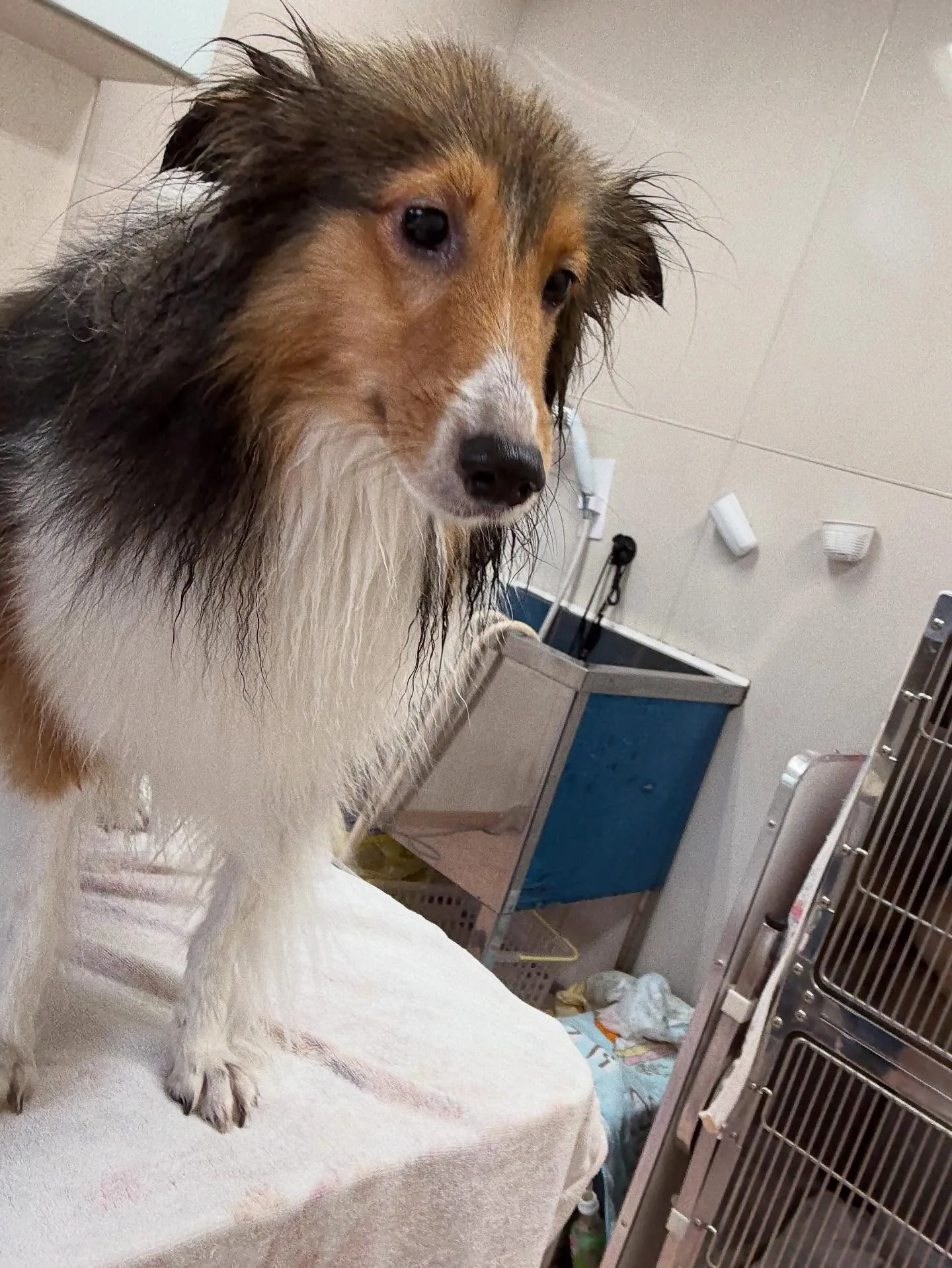 犬のシャンプー🫧