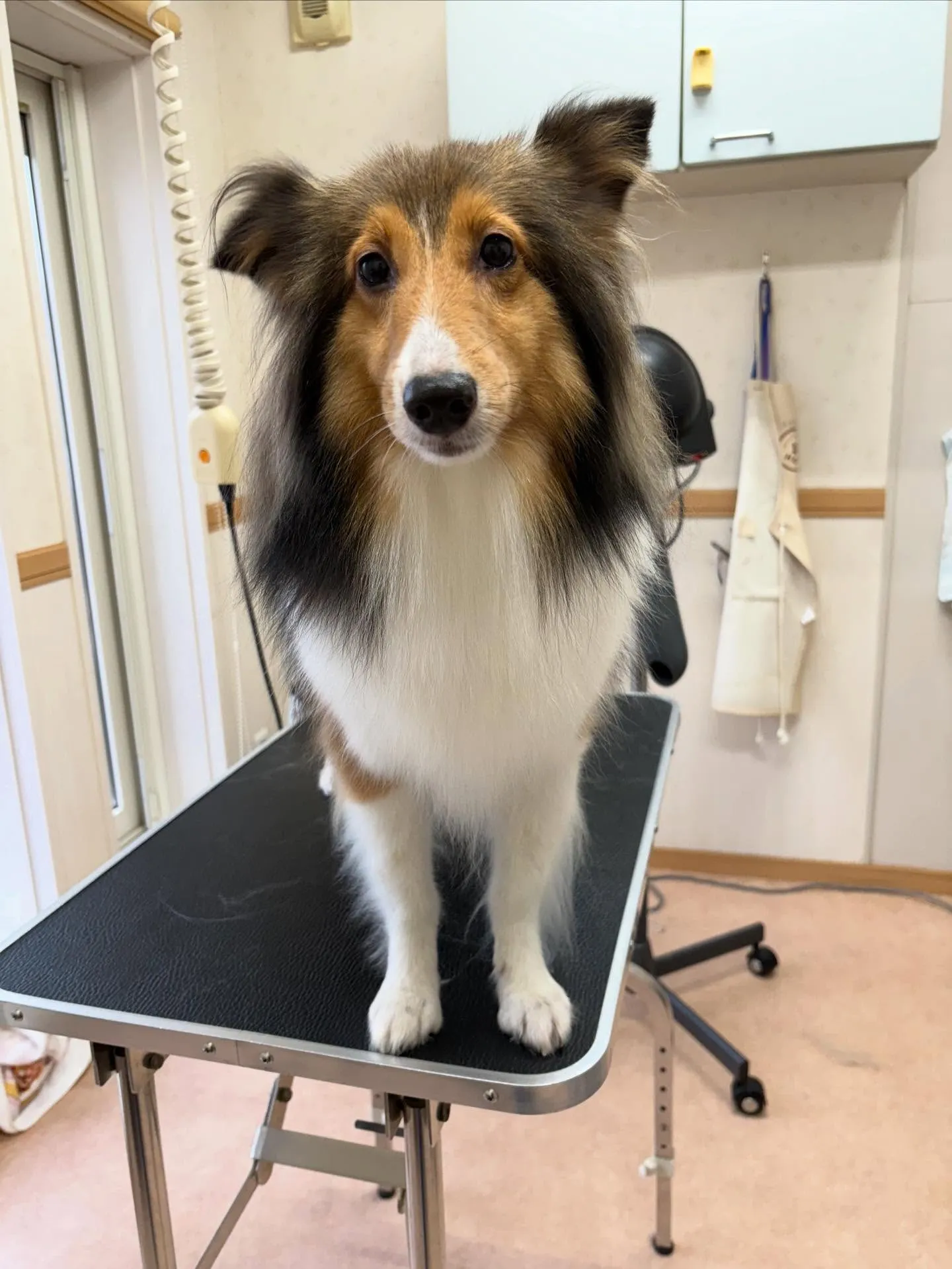 犬のシャンプー🫧