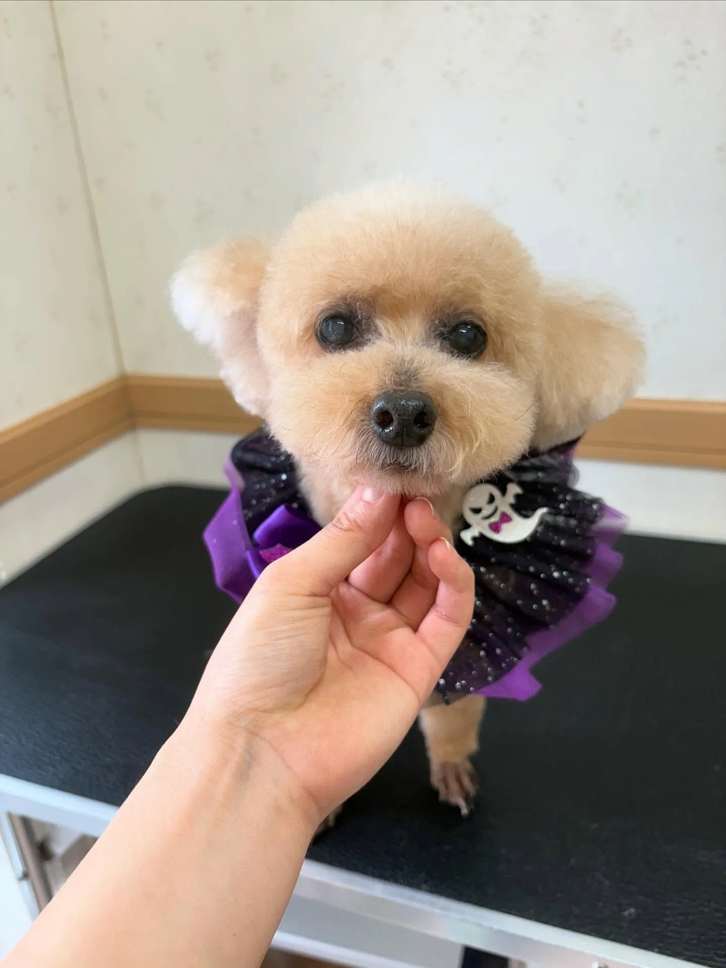 犬のトリミング✂️