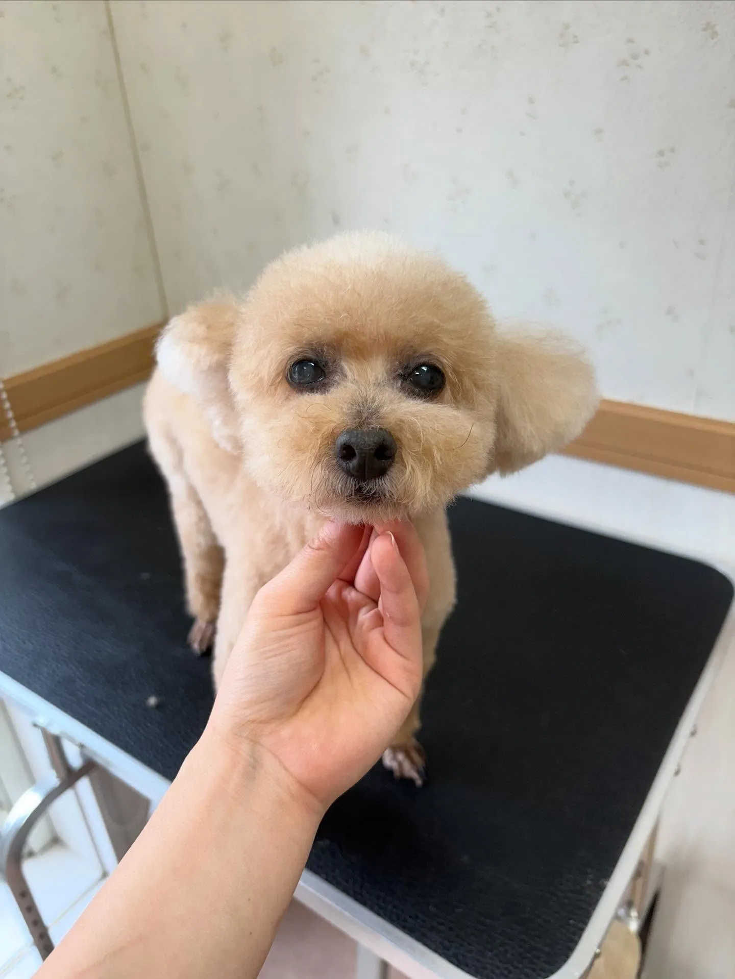 犬のトリミング✂️