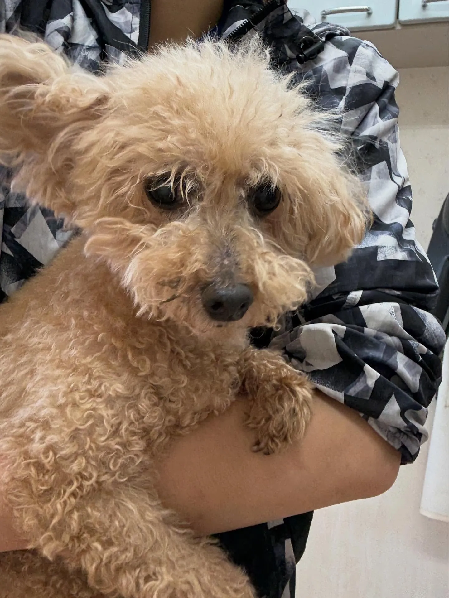 犬のトリミング✂️