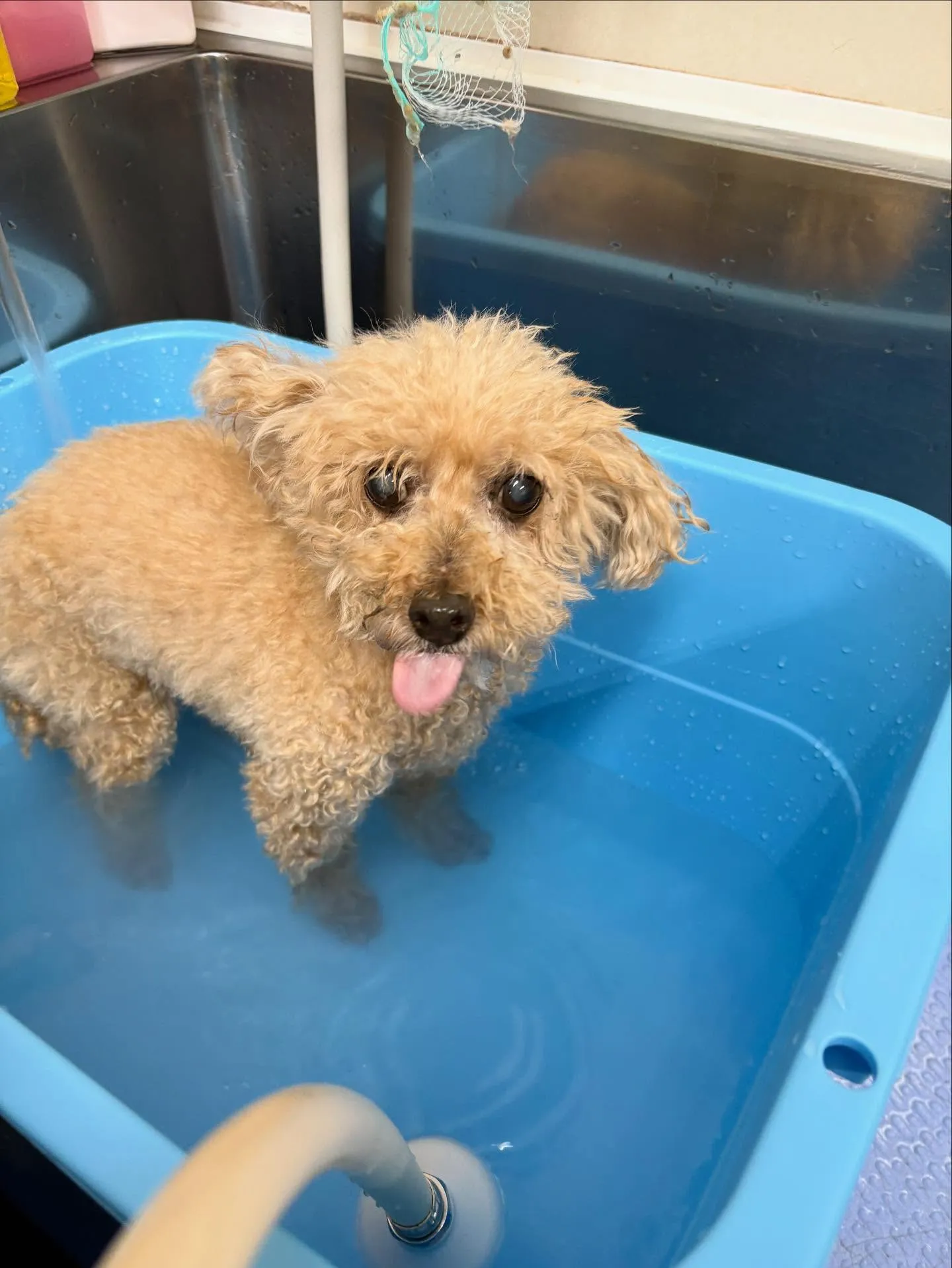 犬のトリミング✂️