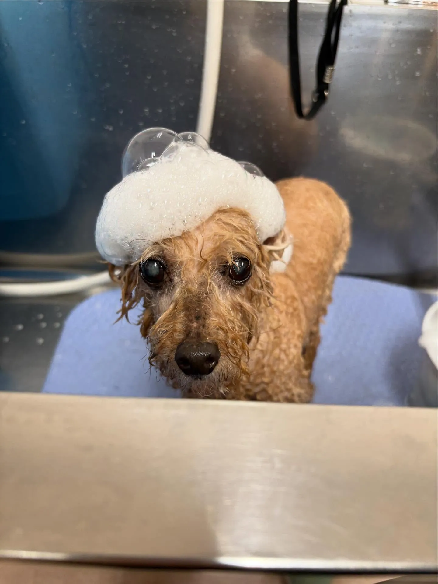 犬のトリミング✂️