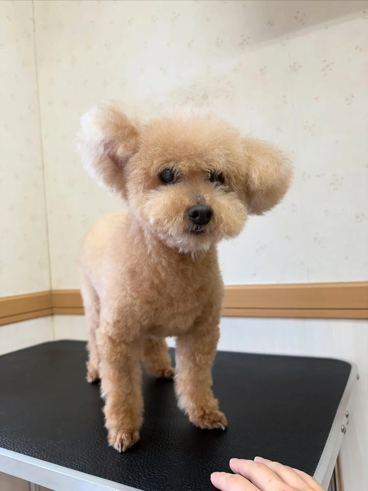 犬のトリミング✂️