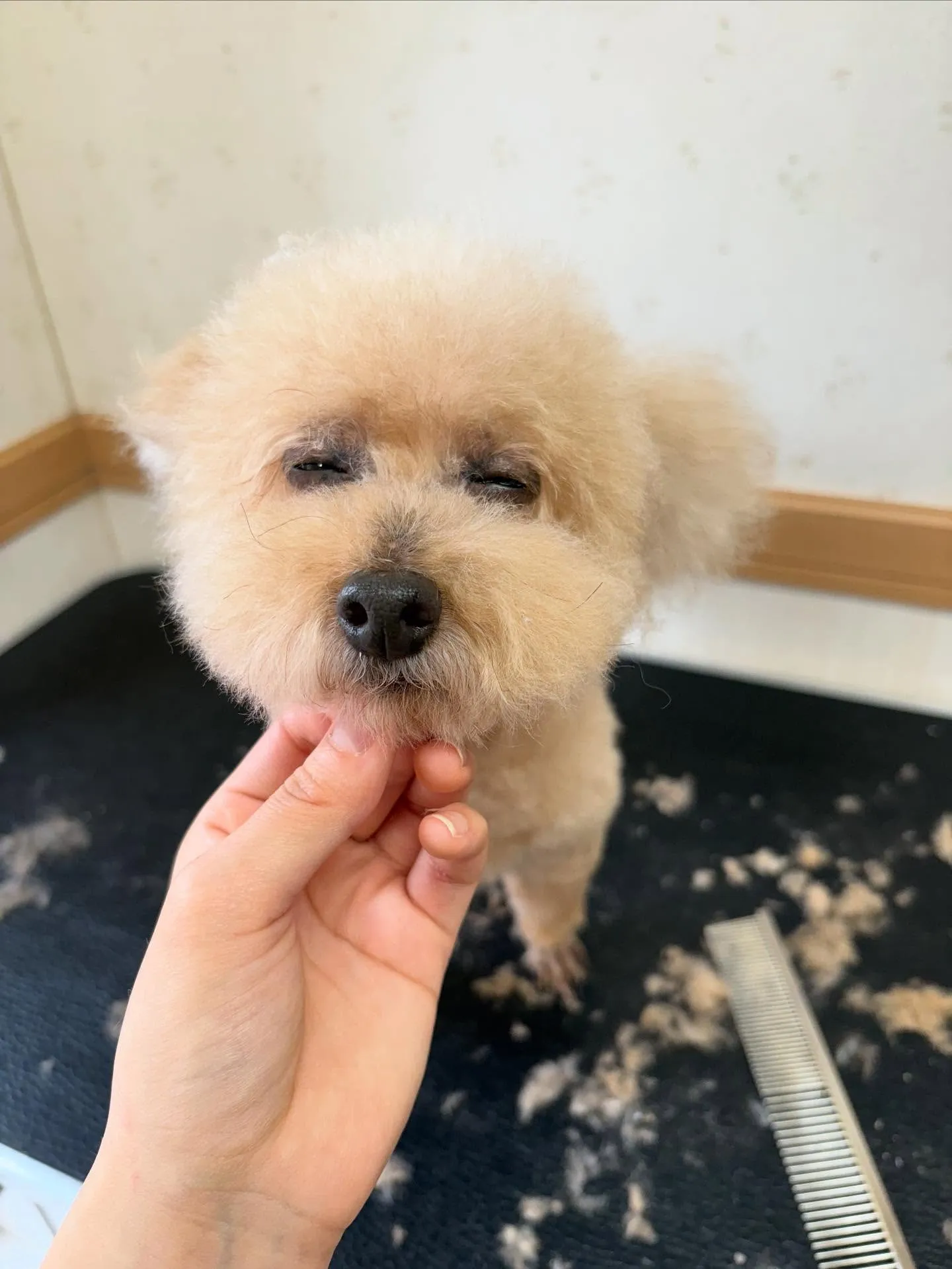 犬のトリミング✂️