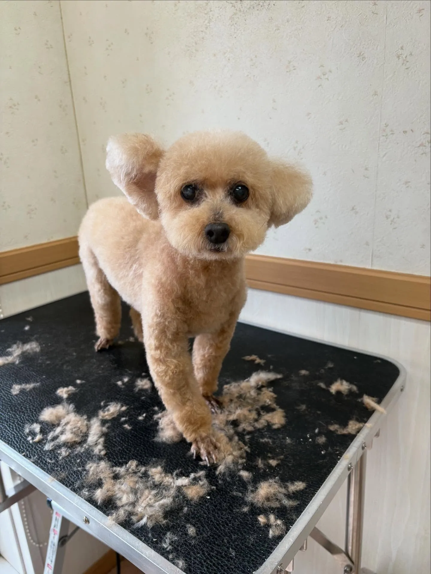 犬のトリミング✂️