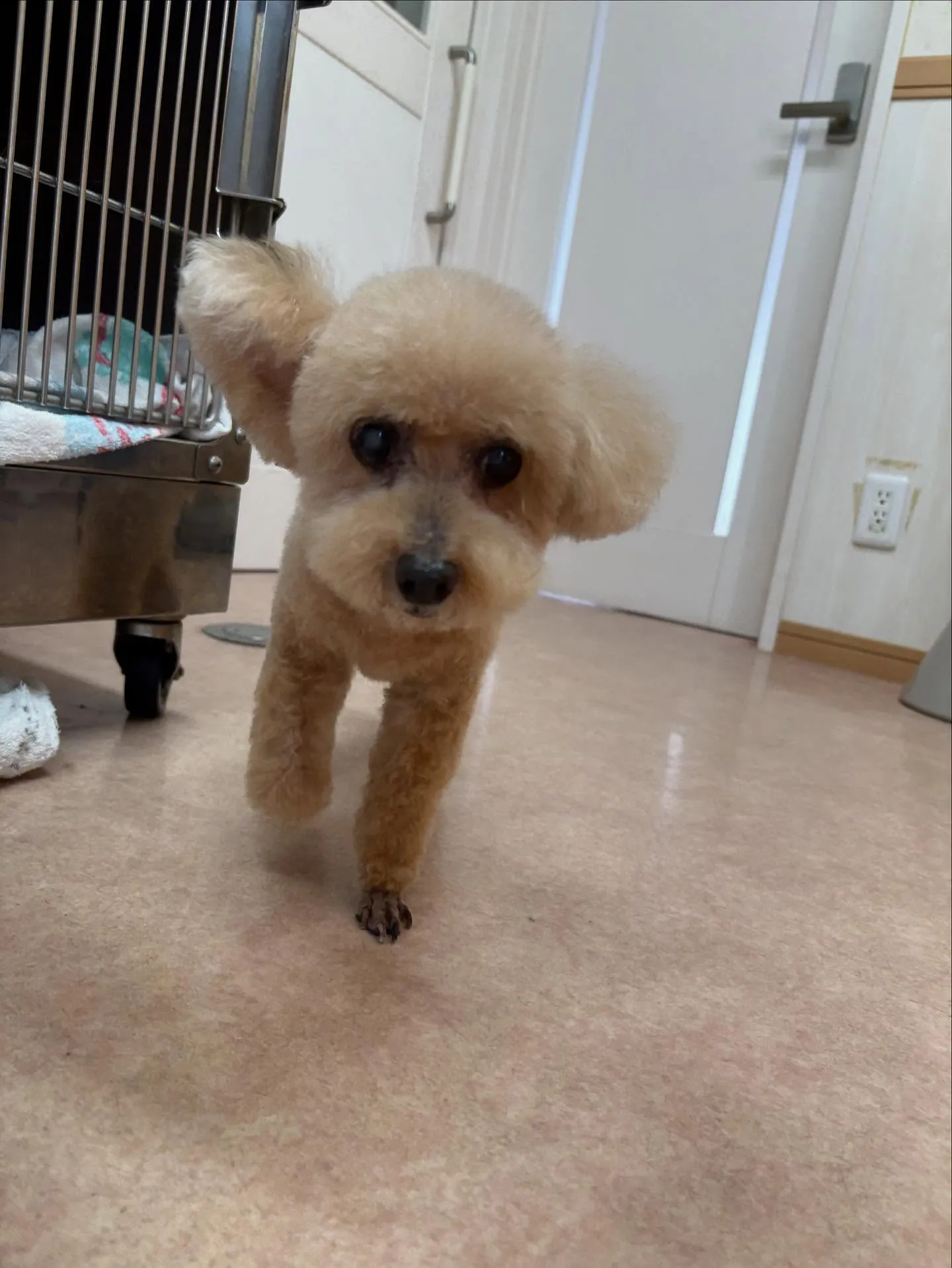 犬のトリミング✂️