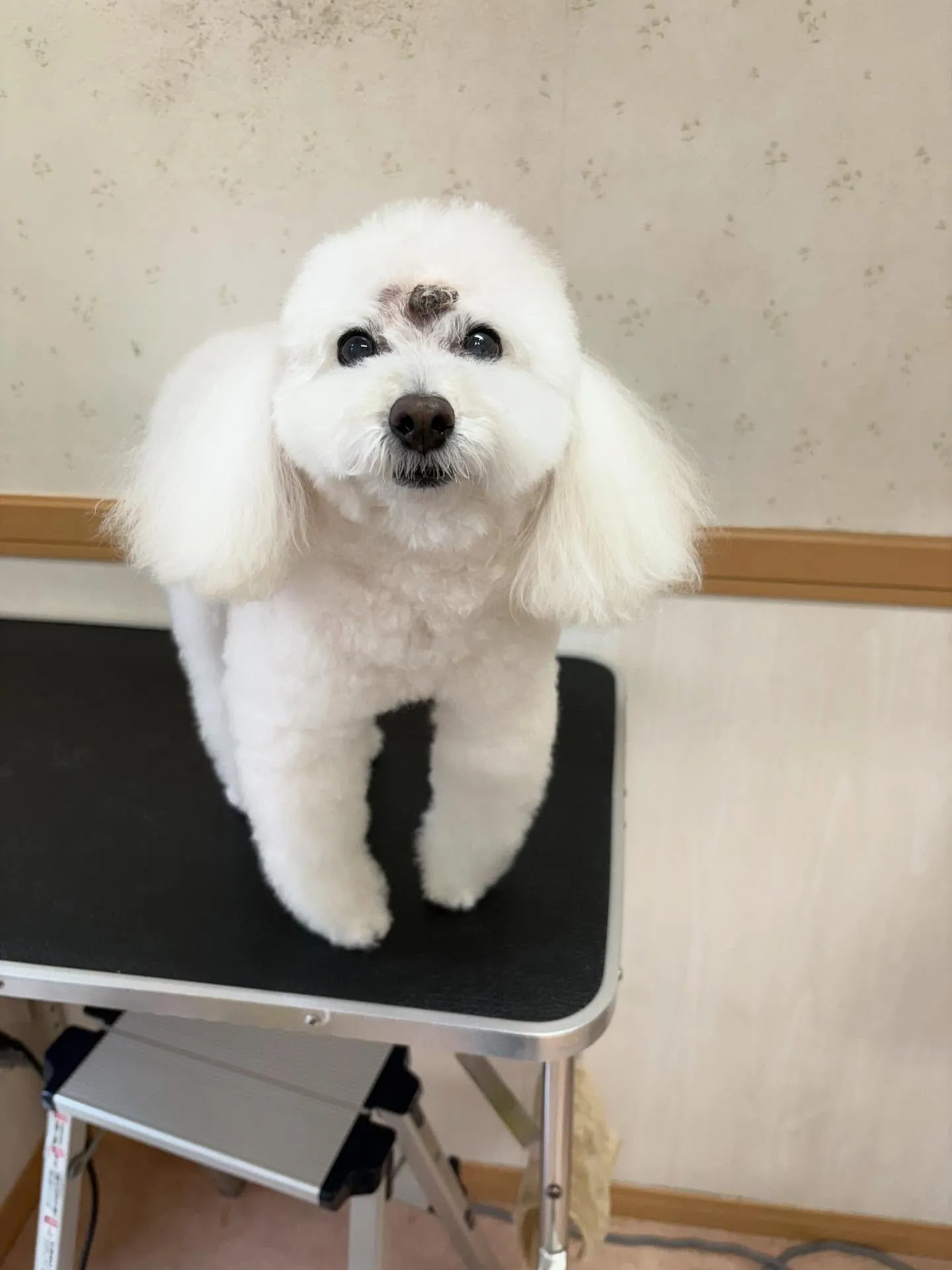 犬のシャンプー🫧