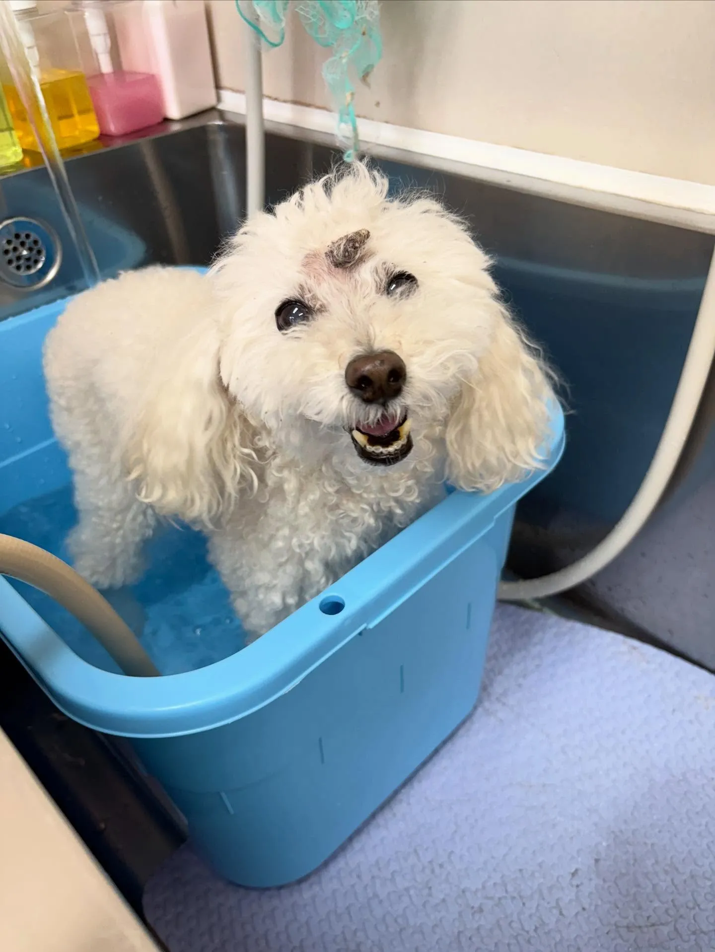 犬のシャンプー🫧