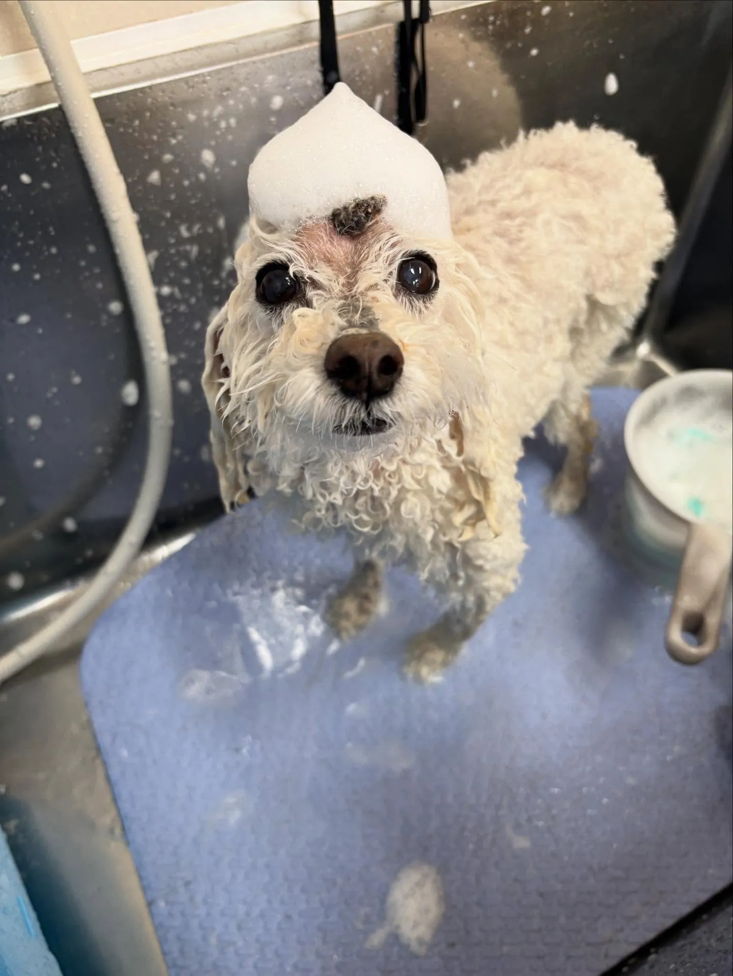 犬のシャンプー🫧