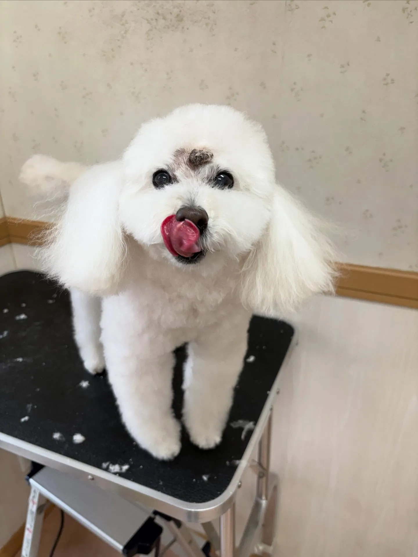 犬のシャンプー🫧