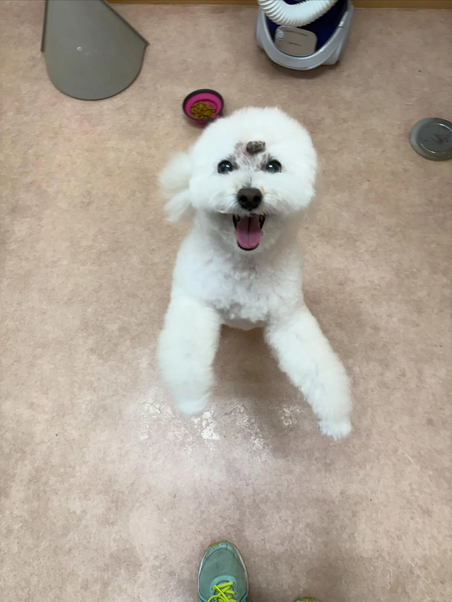 犬のシャンプー🫧