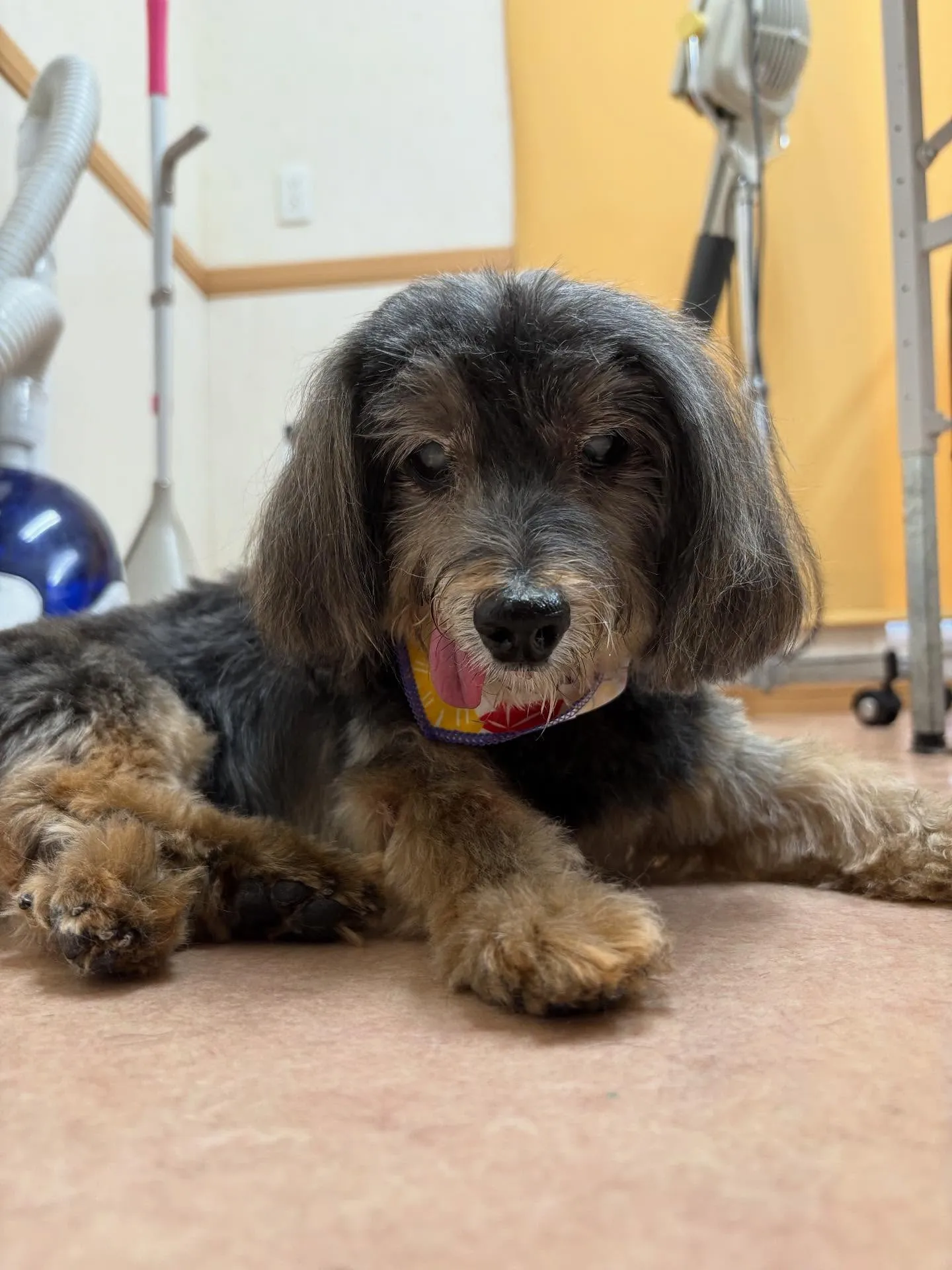 犬のトリミング✂️