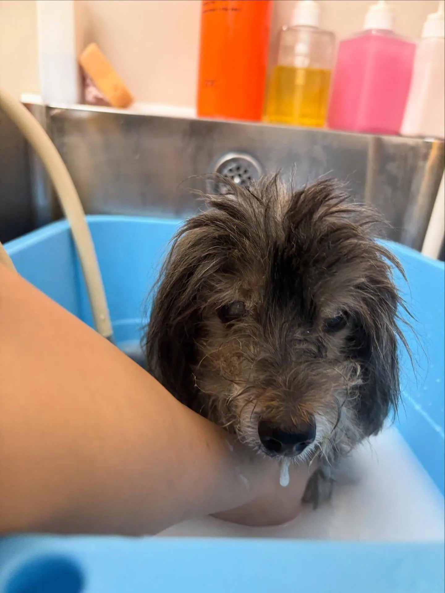 犬のトリミング✂️