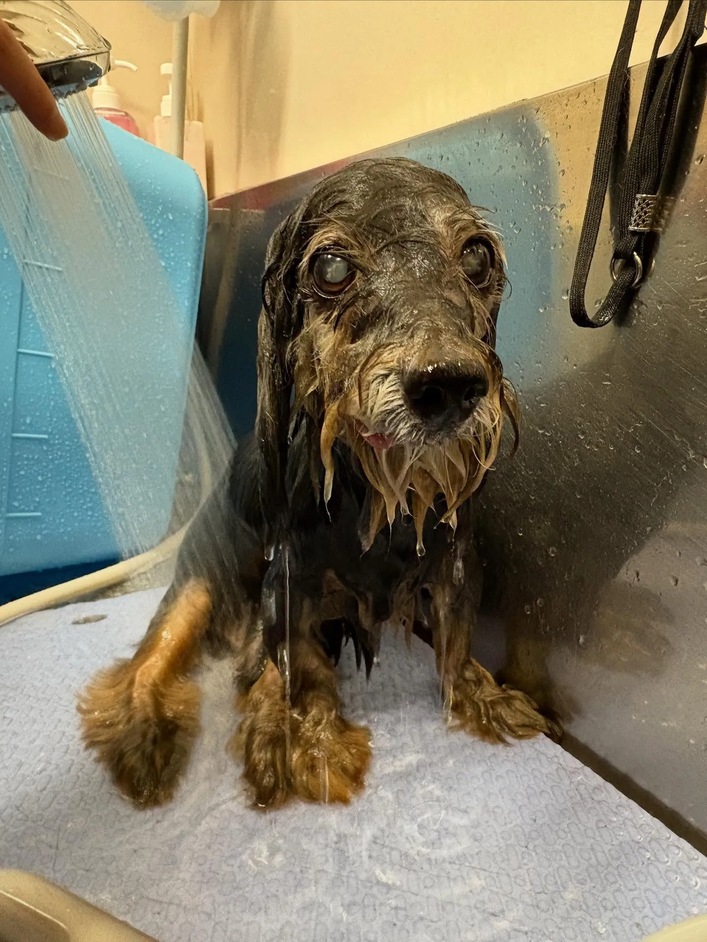 犬のトリミング✂️