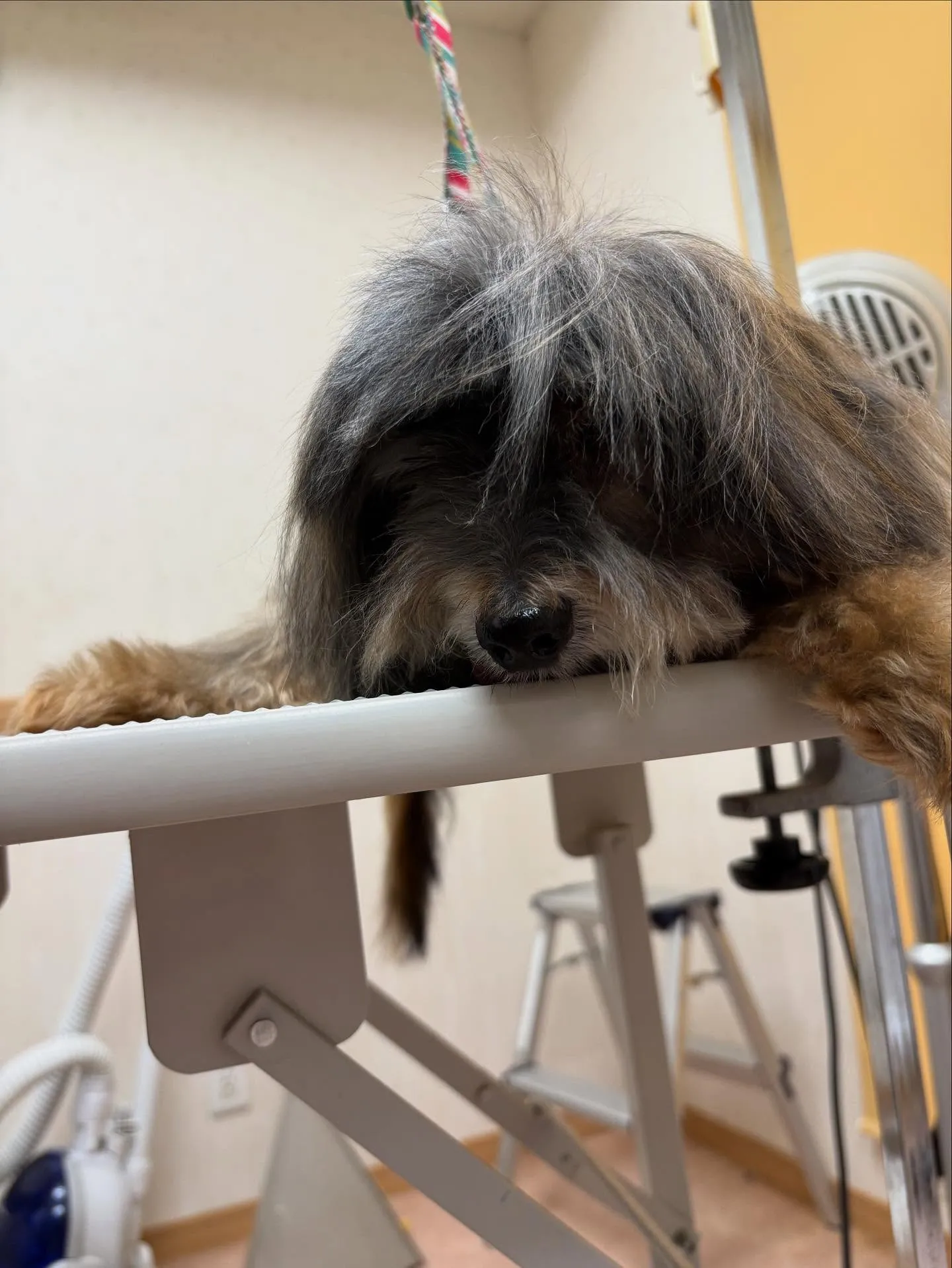 犬のトリミング✂️