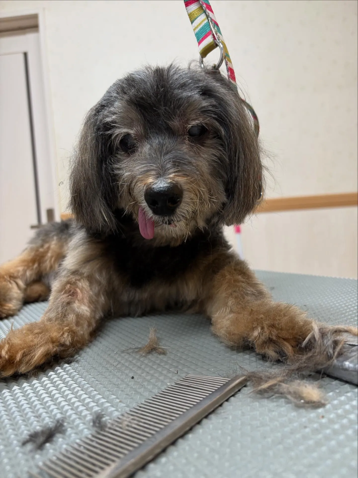 犬のトリミング✂️