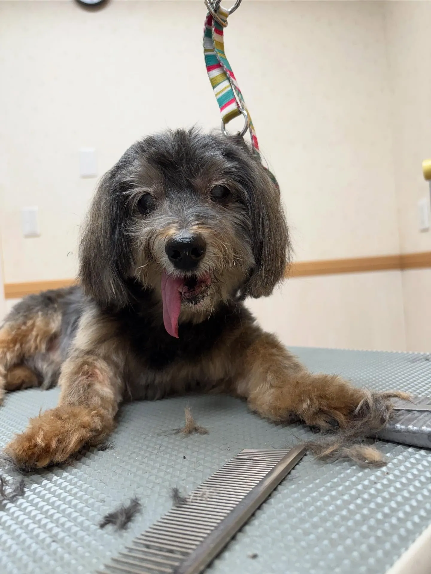 犬のトリミング✂️