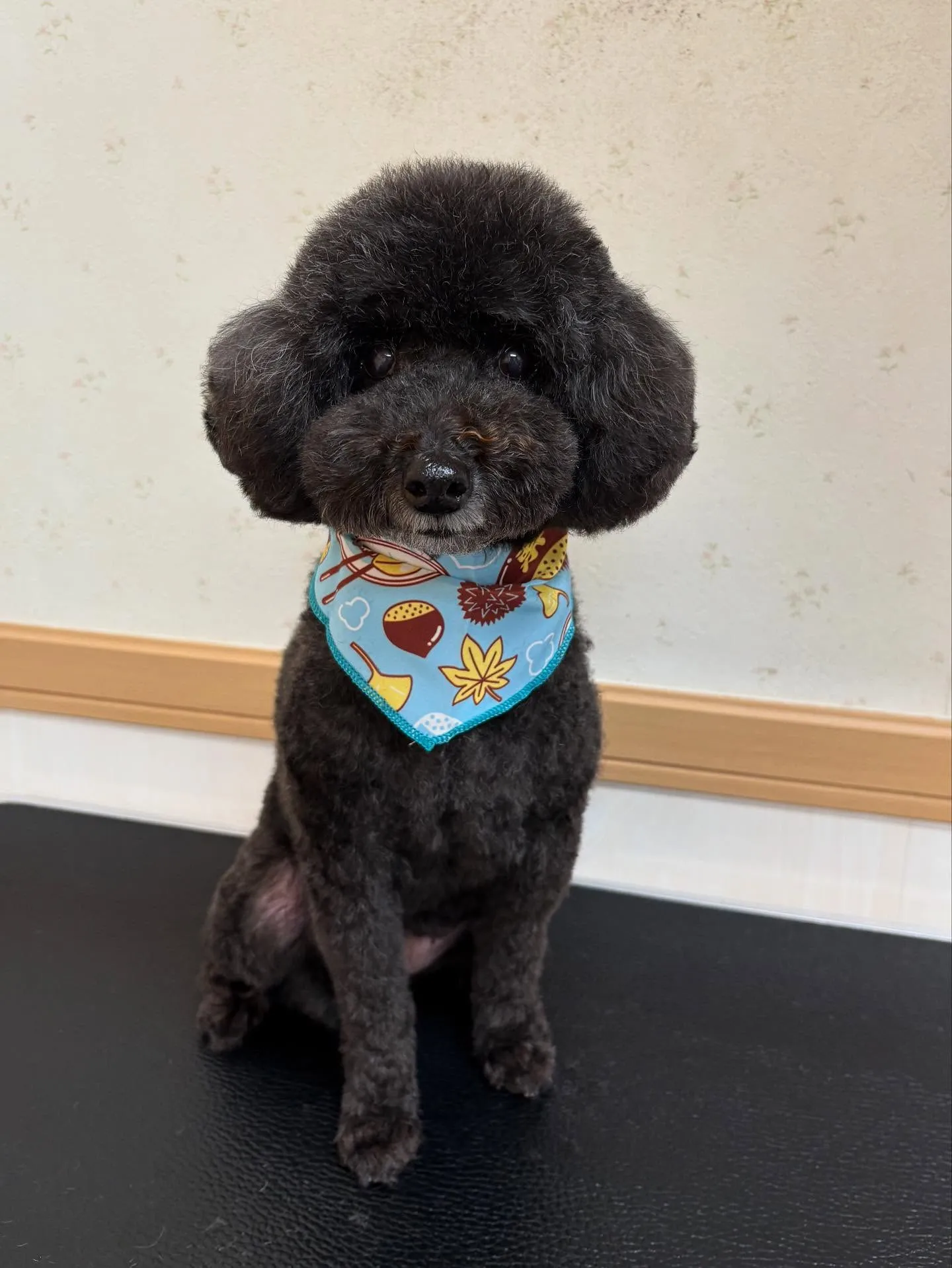 犬のトリミング✂️