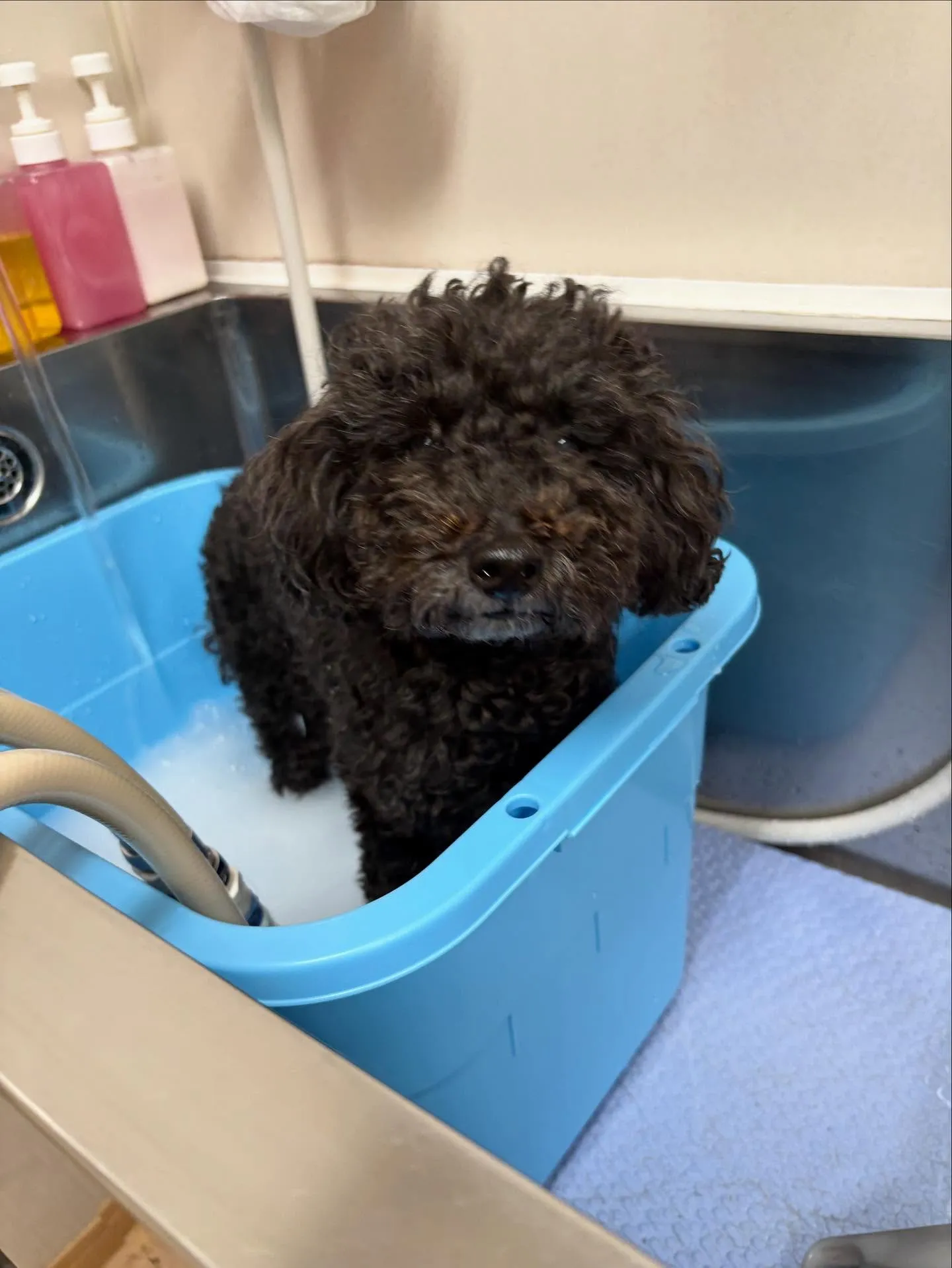 犬のトリミング✂️