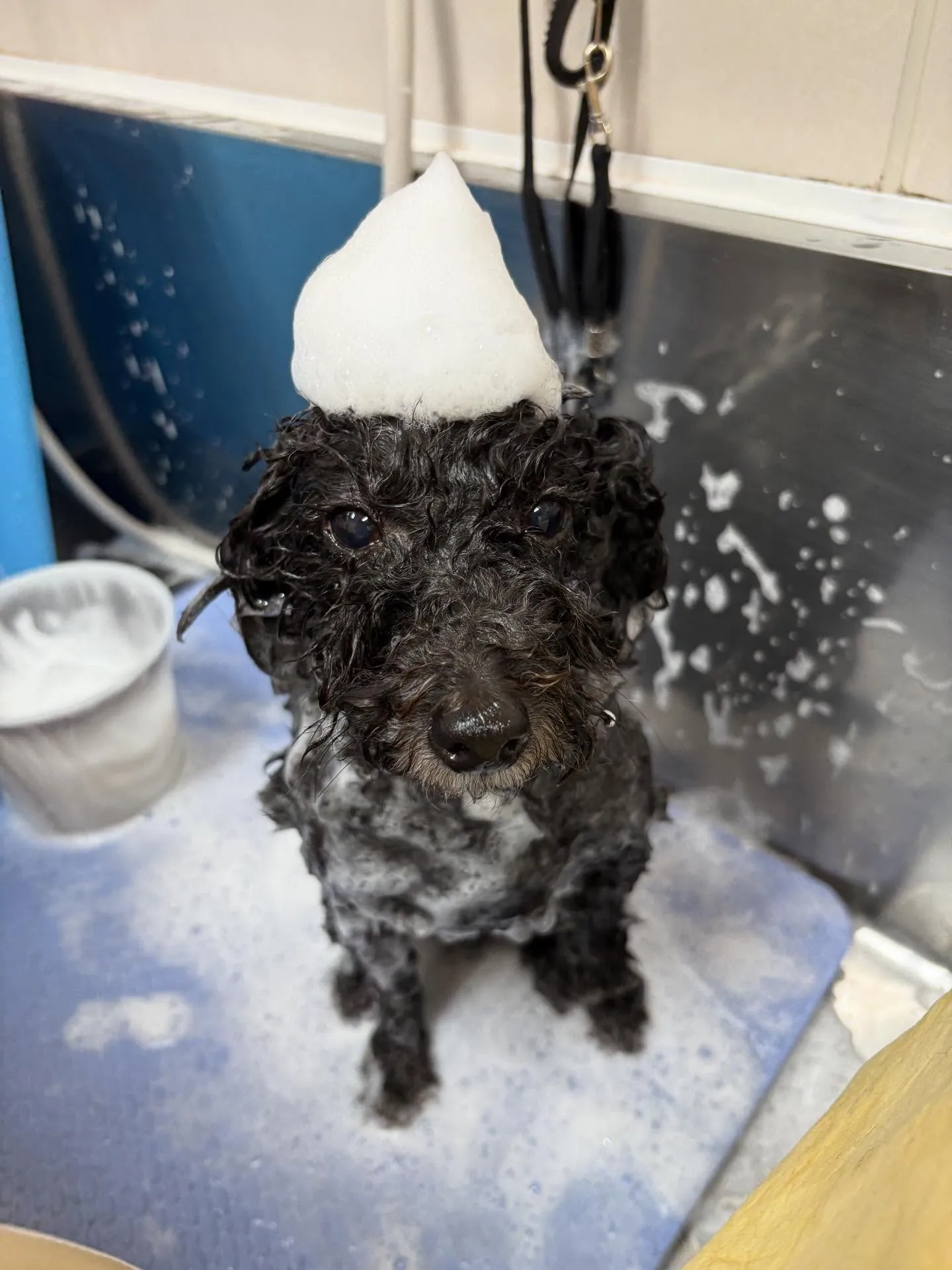 犬のトリミング✂️