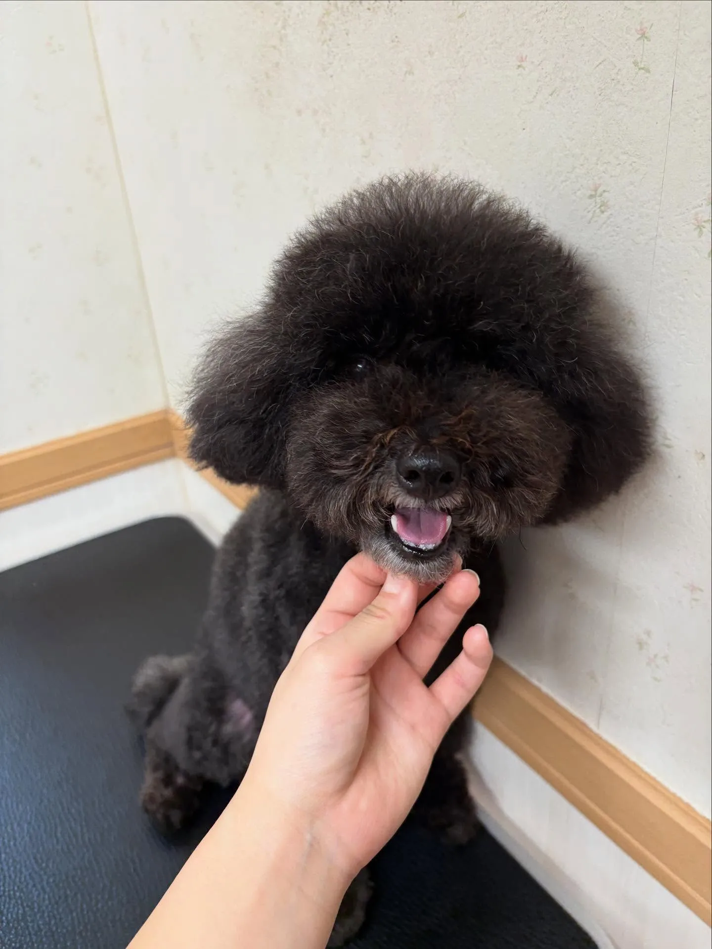 犬のトリミング✂️