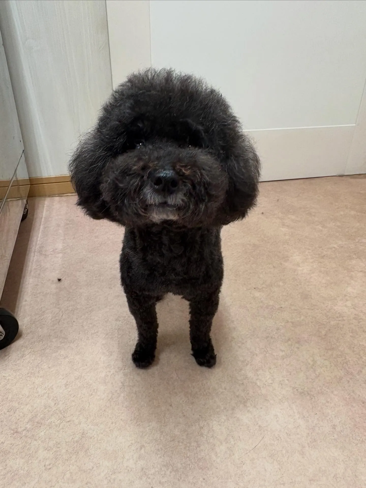 犬のトリミング✂️