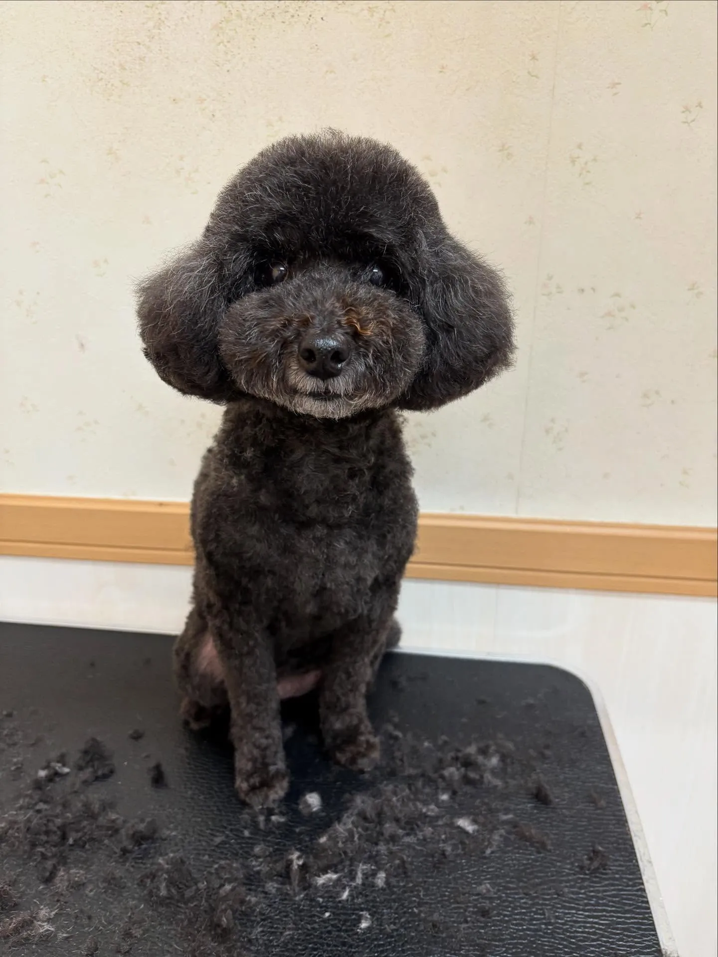 犬のトリミング✂️