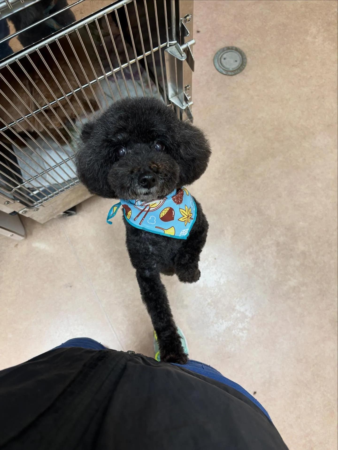 犬のトリミング✂️