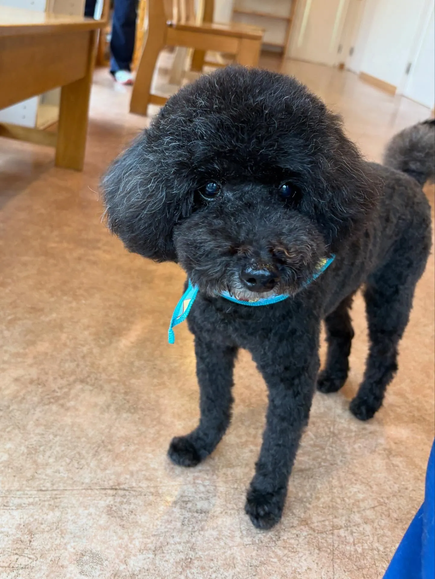 犬のトリミング✂️