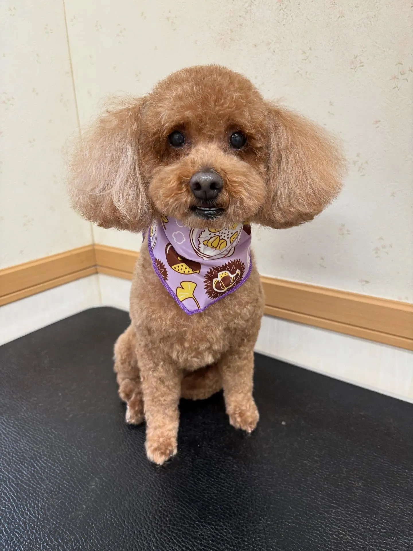 犬のトリミング✂️