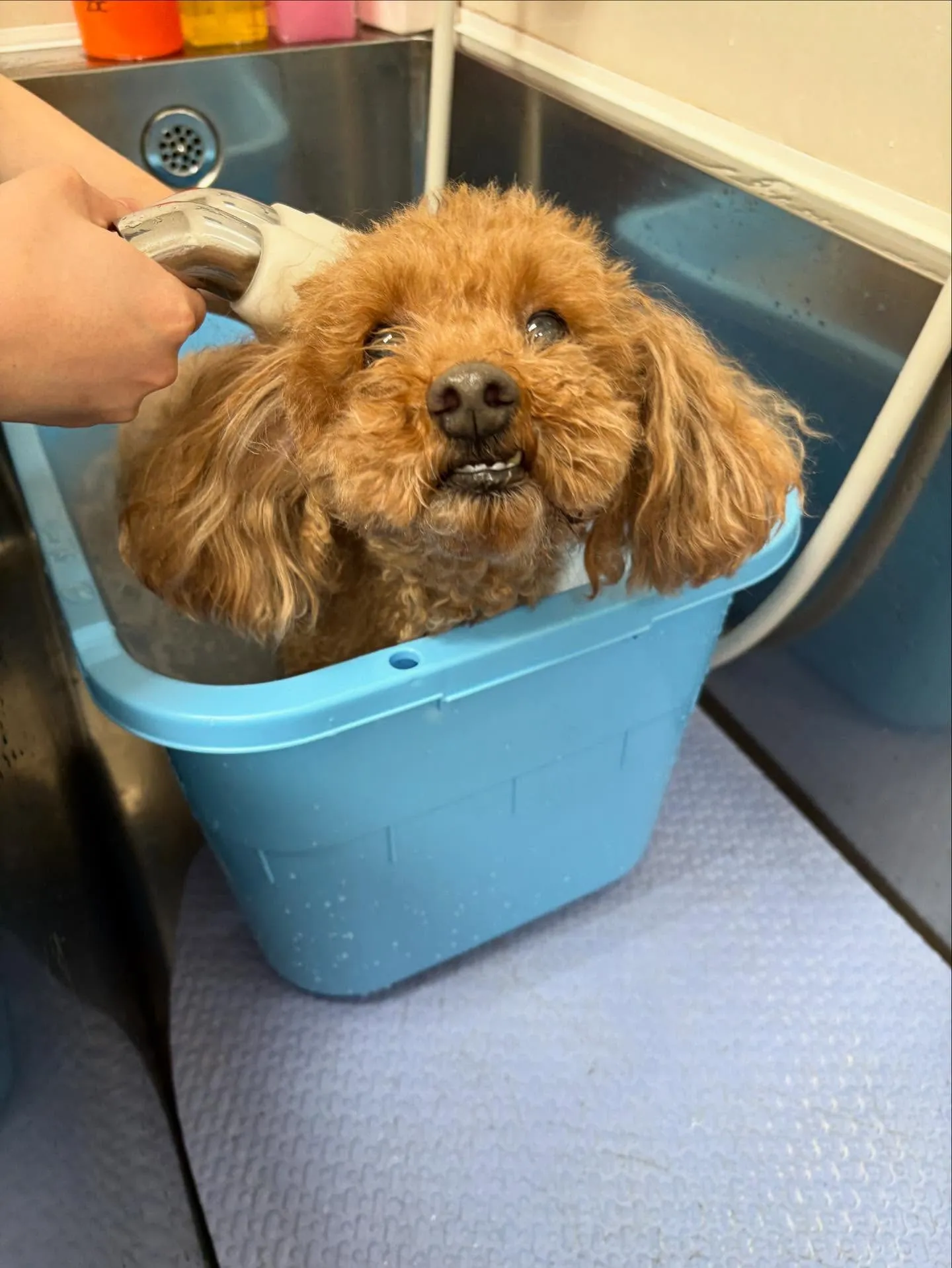 犬のトリミング✂️