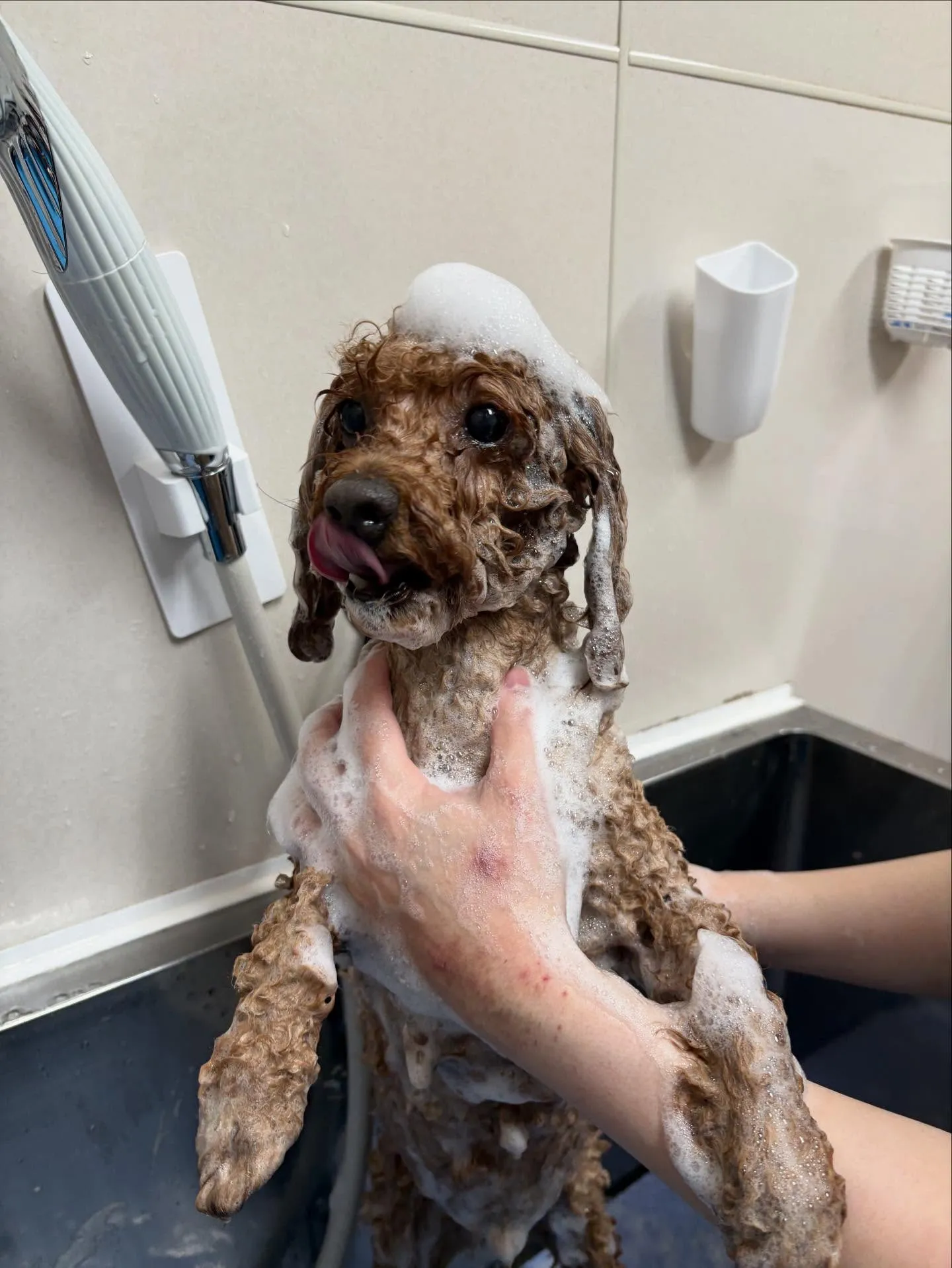 犬のトリミング✂️