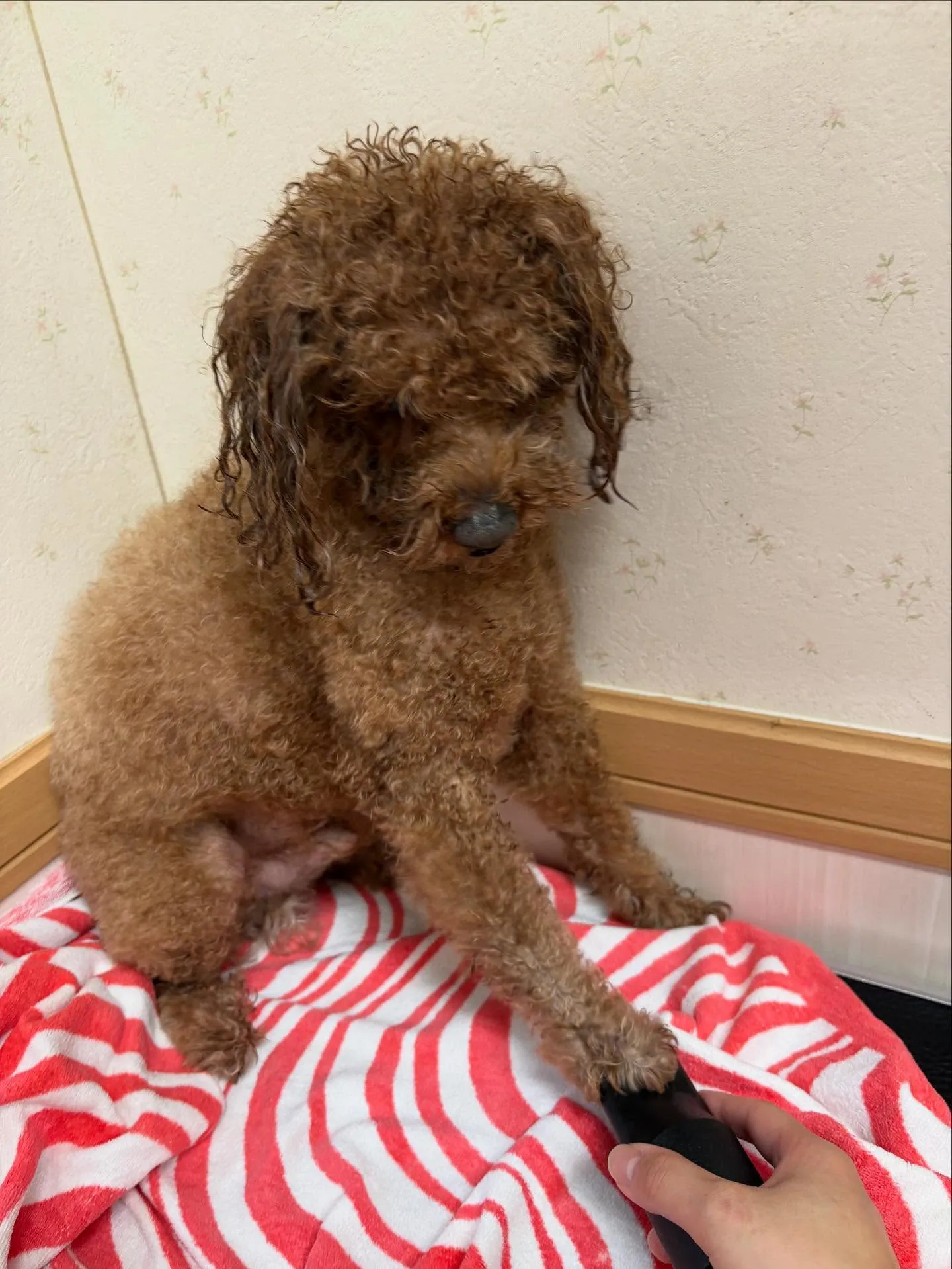 犬のトリミング✂️