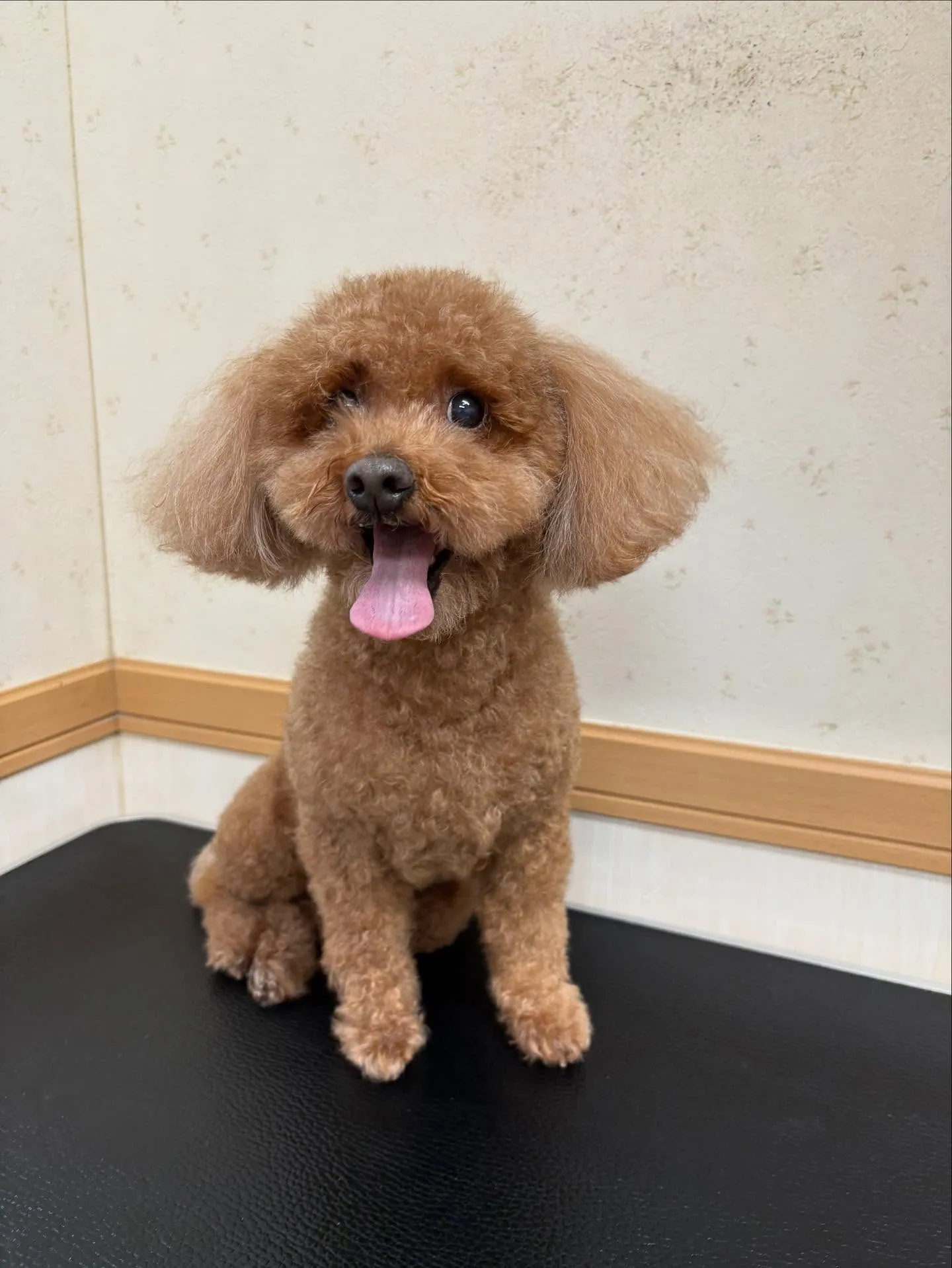 犬のトリミング✂️