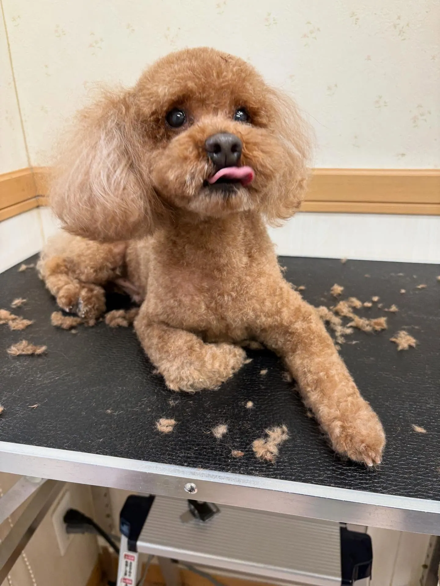 犬のトリミング✂️