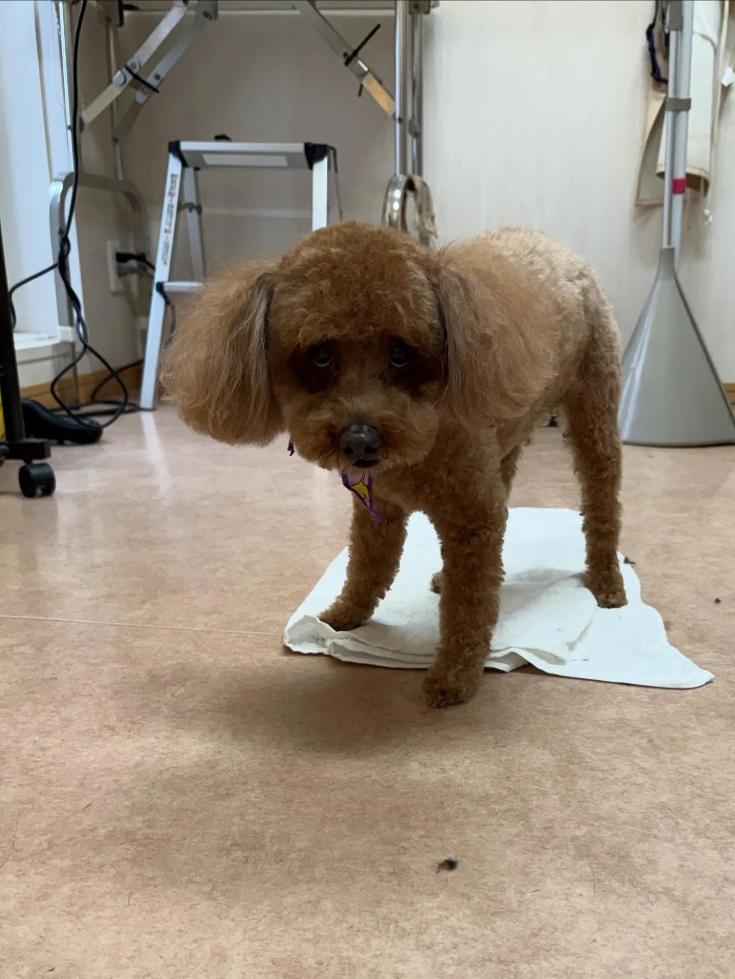 犬のトリミング✂️