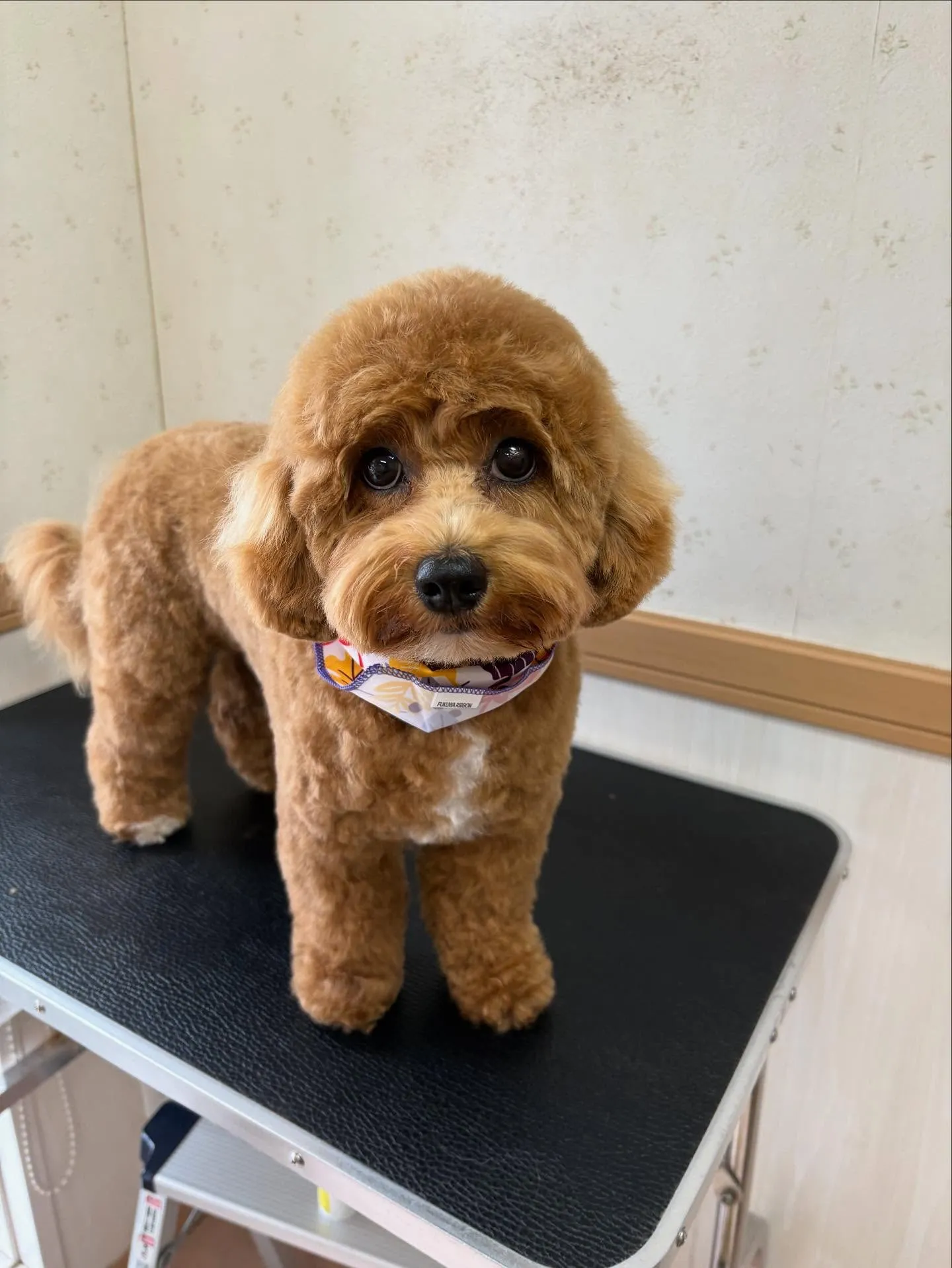 犬のトリミング✂️