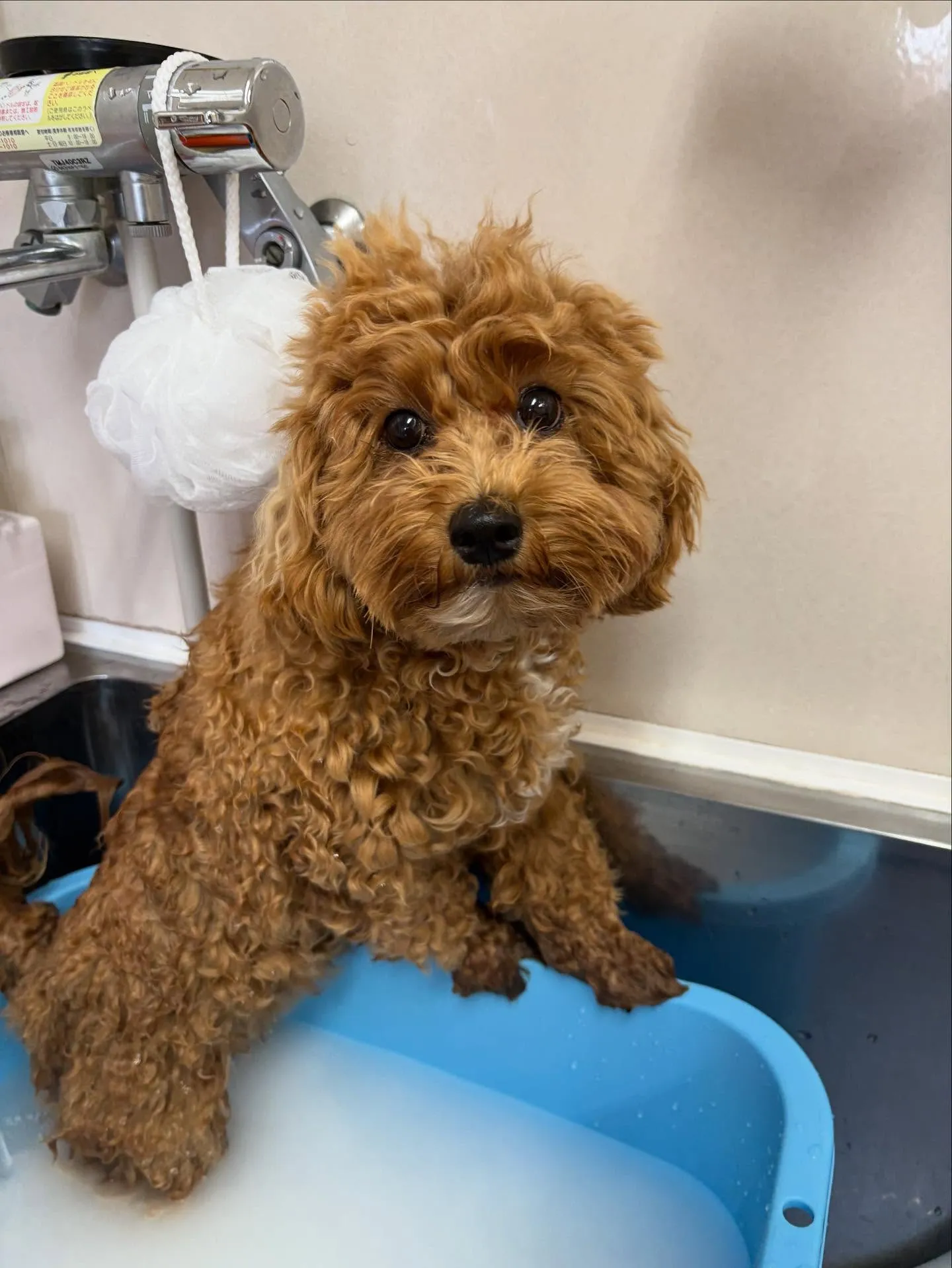 犬のトリミング✂️