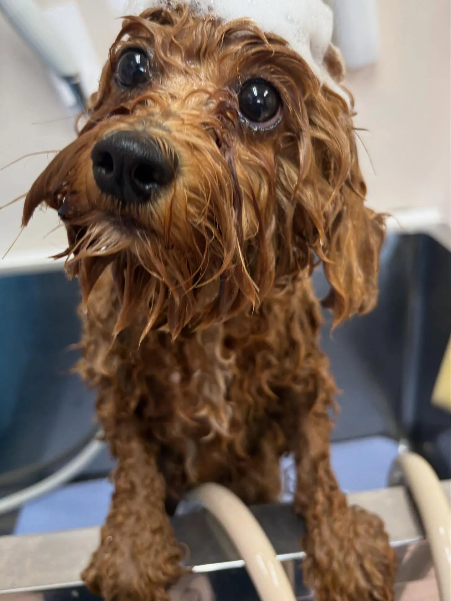 犬のトリミング✂️