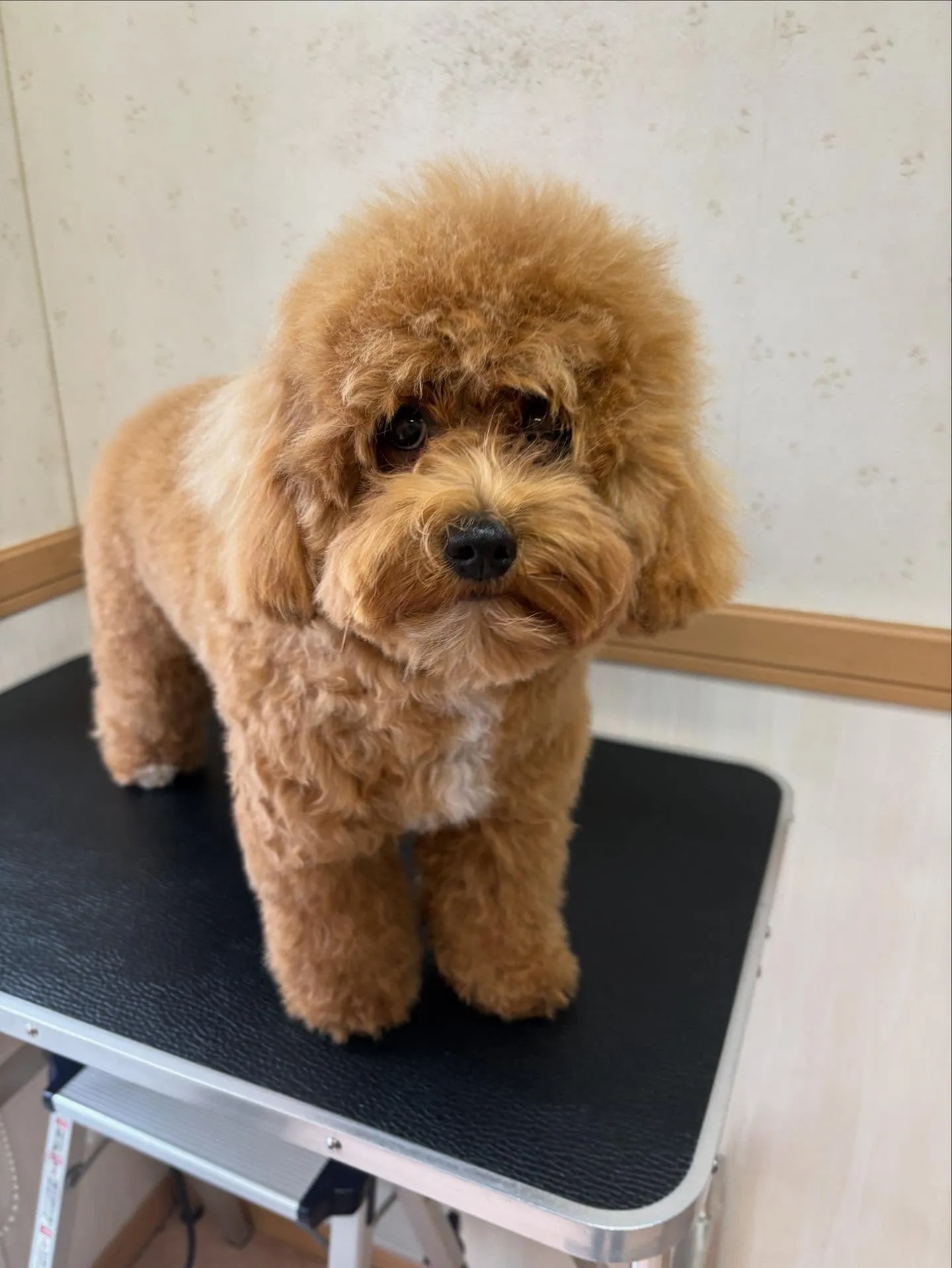 犬のトリミング✂️