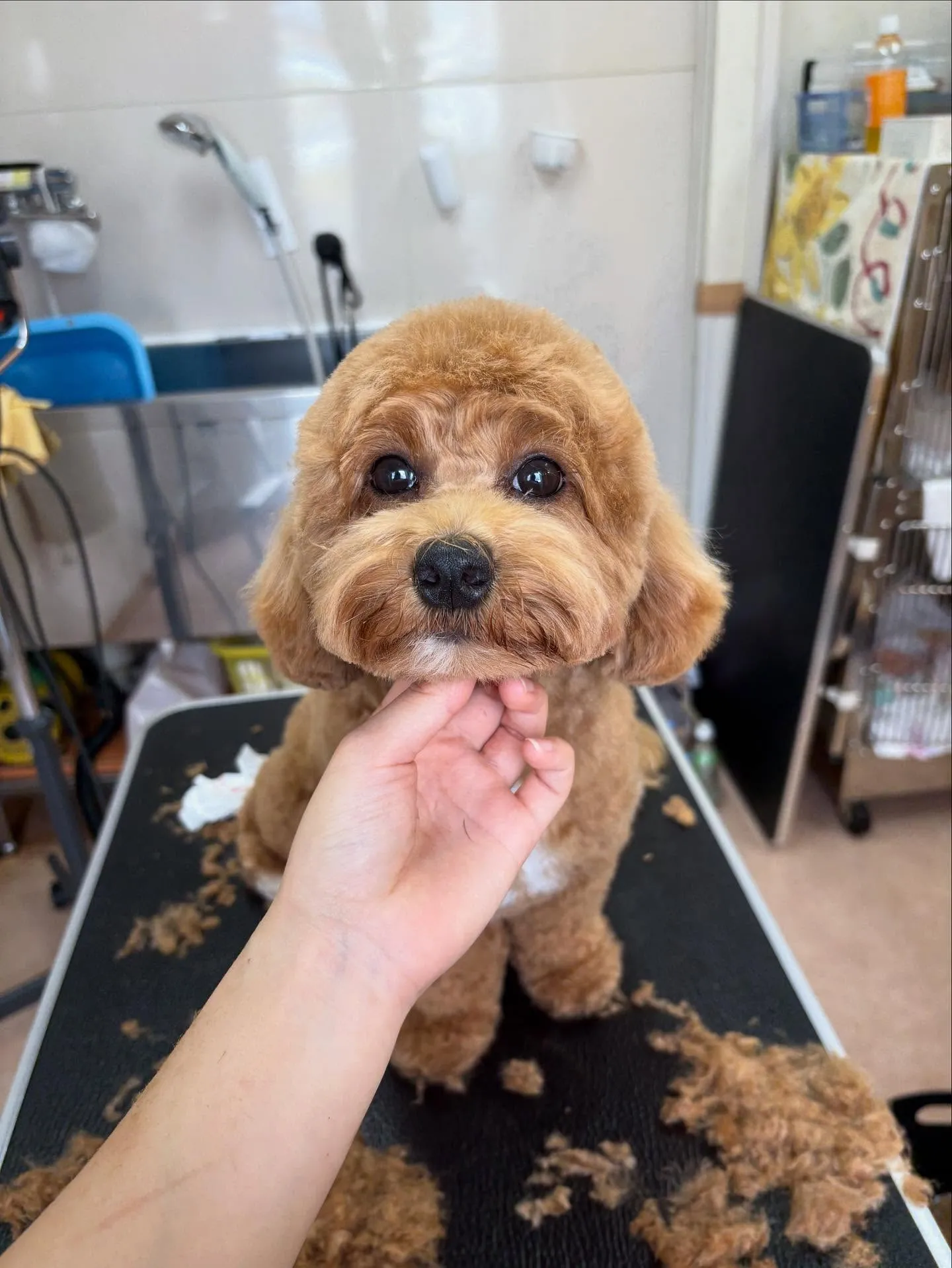 犬のトリミング✂️