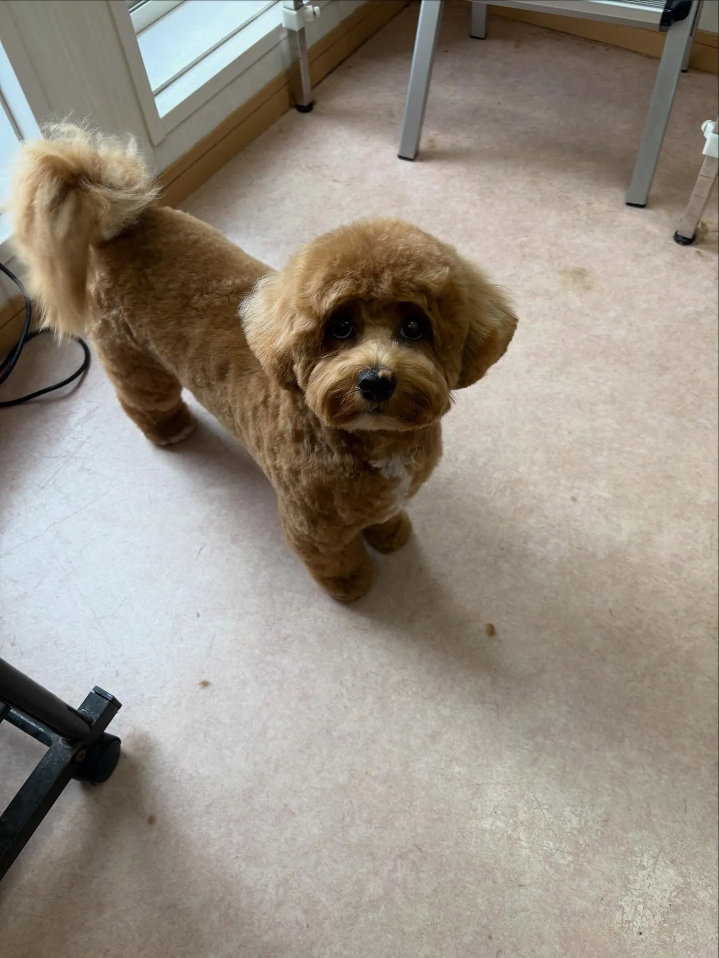 犬のトリミング✂️