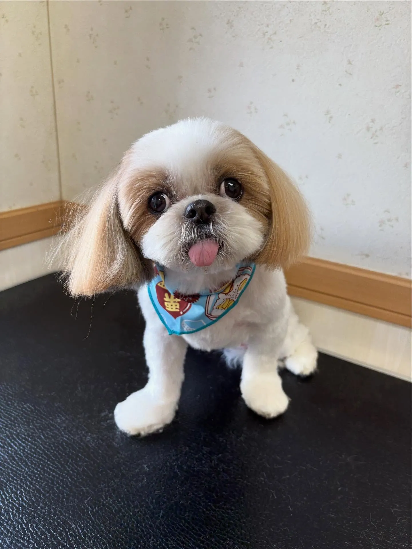 犬のトリミング✂️