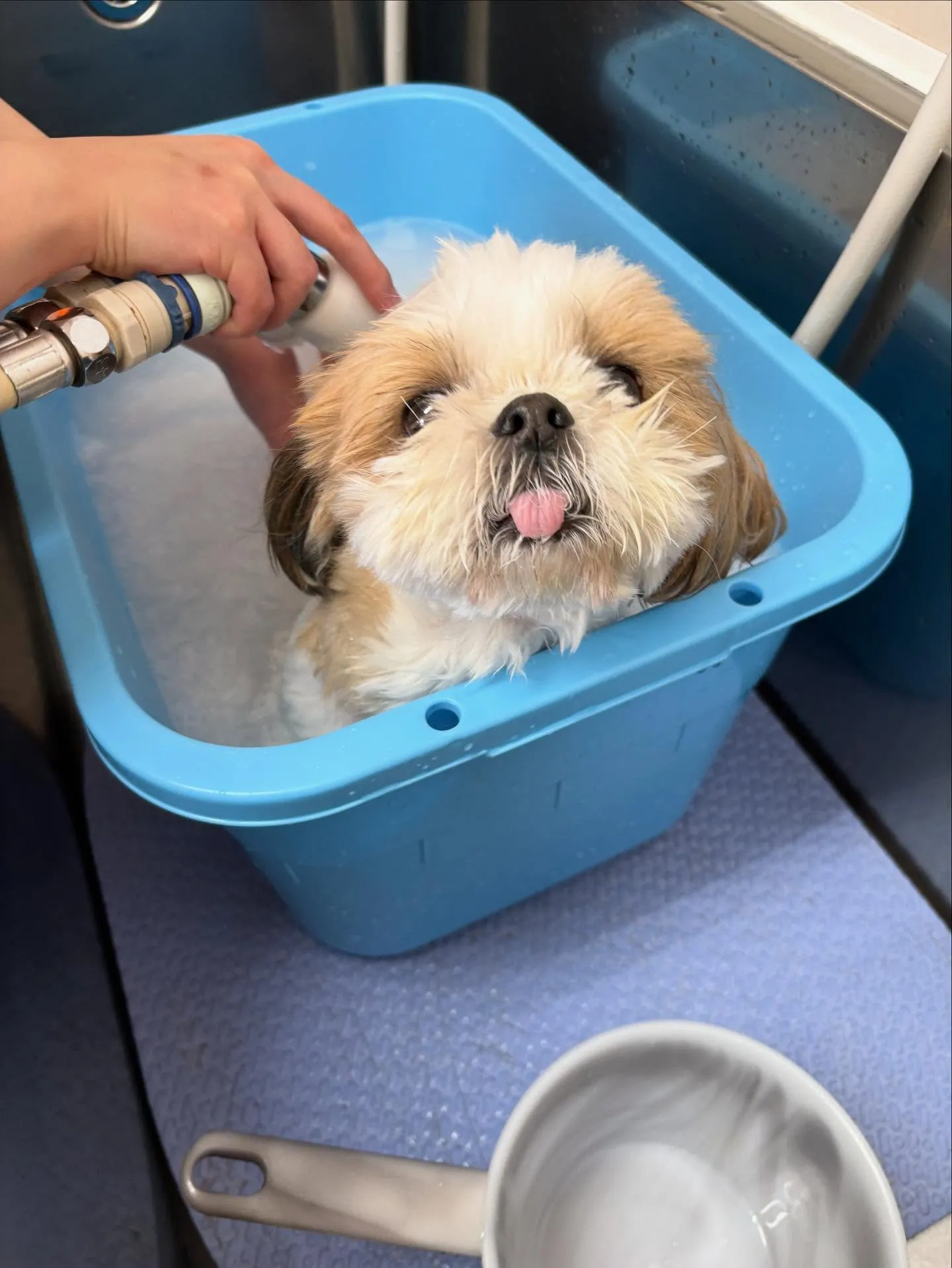 犬のトリミング✂️