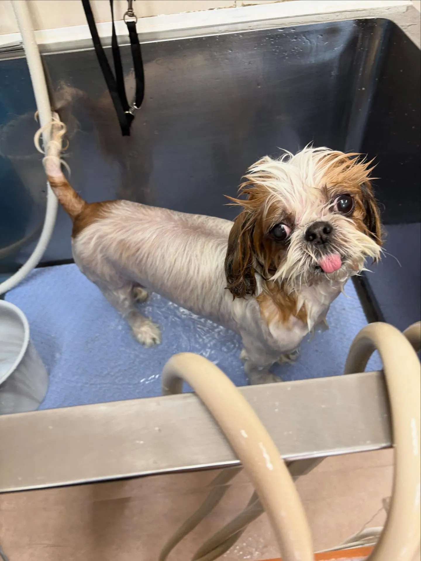 犬のトリミング✂️